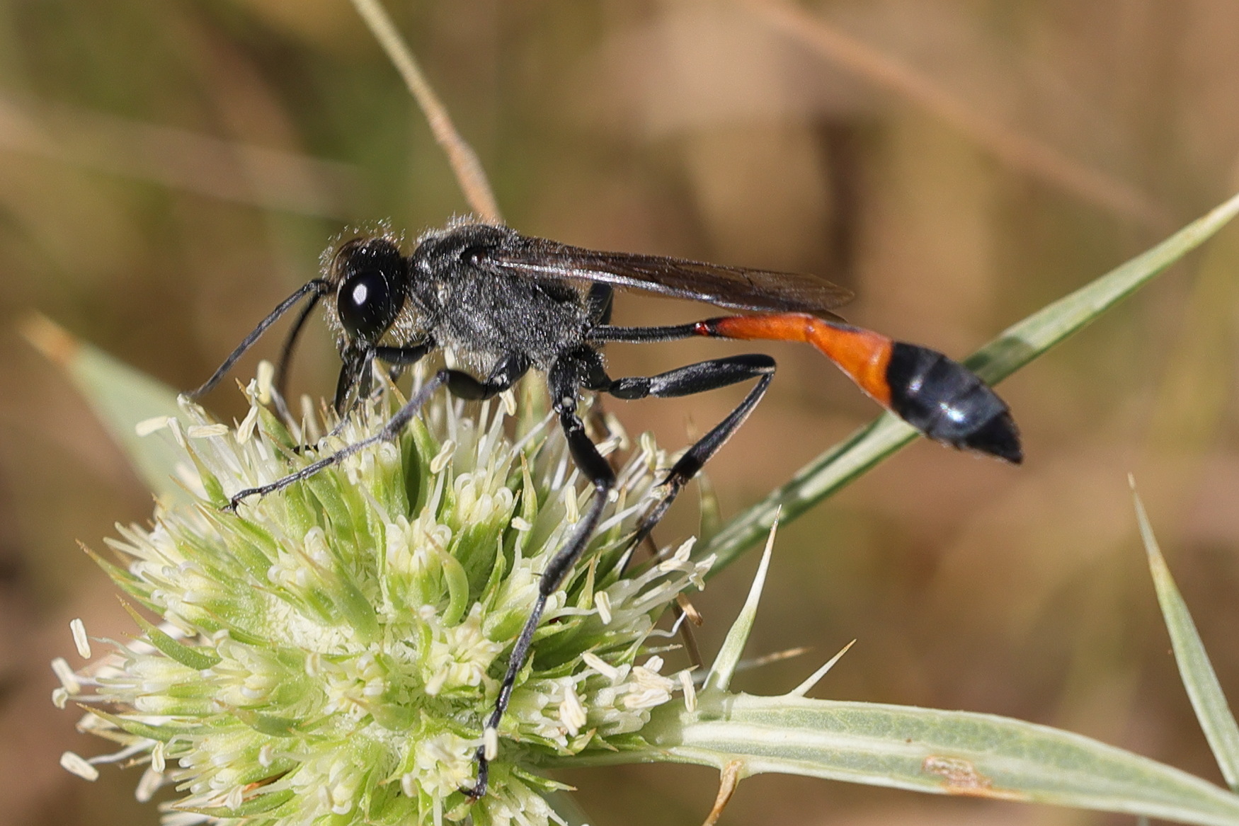 ammophila_sabulosa6md