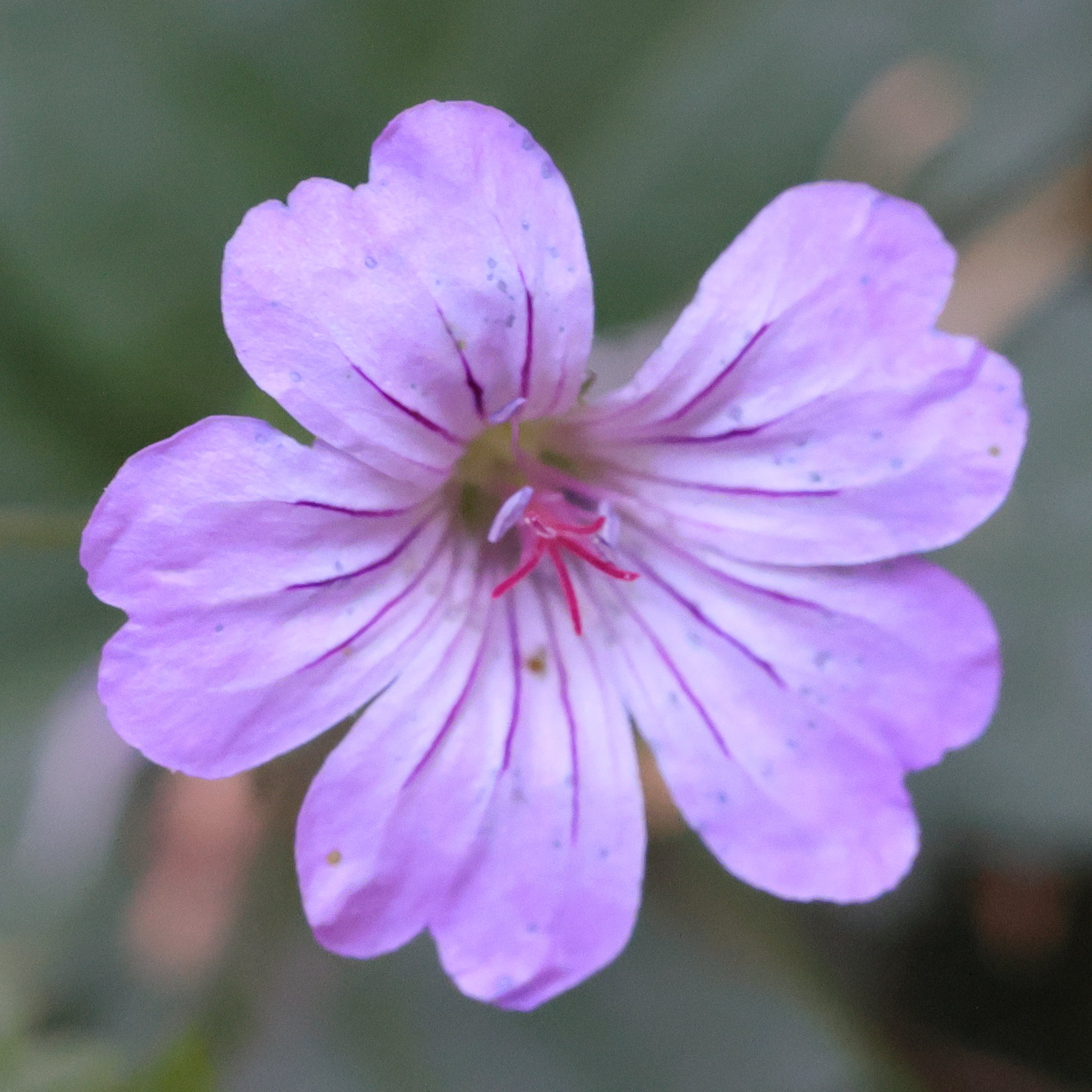 geranium_nodosum5md
