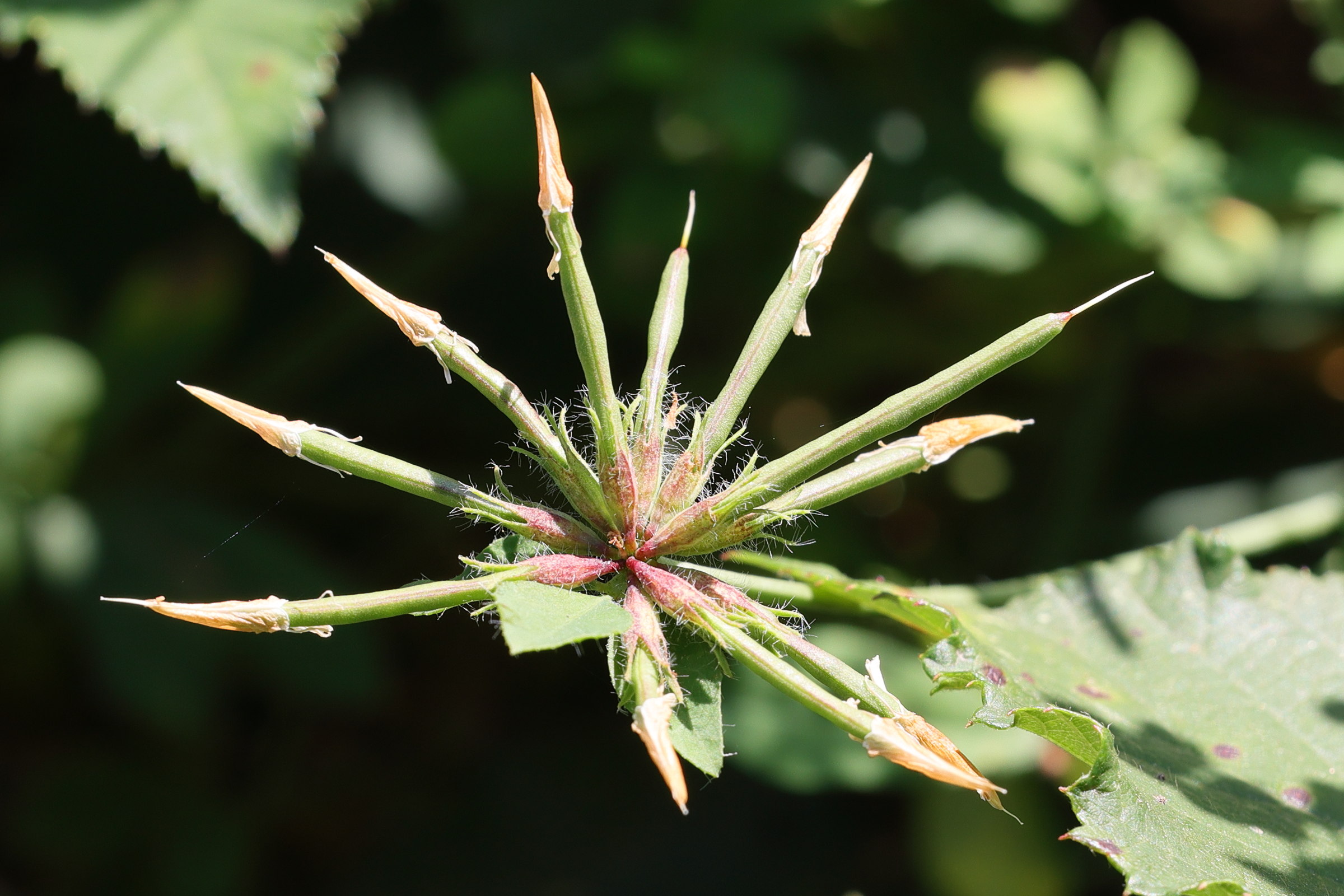 Afficher le média lotus_pedunculatus9md lotus_pedunculatus9md