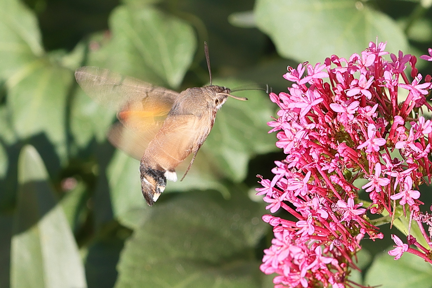 macroglossum_stellatarum6md