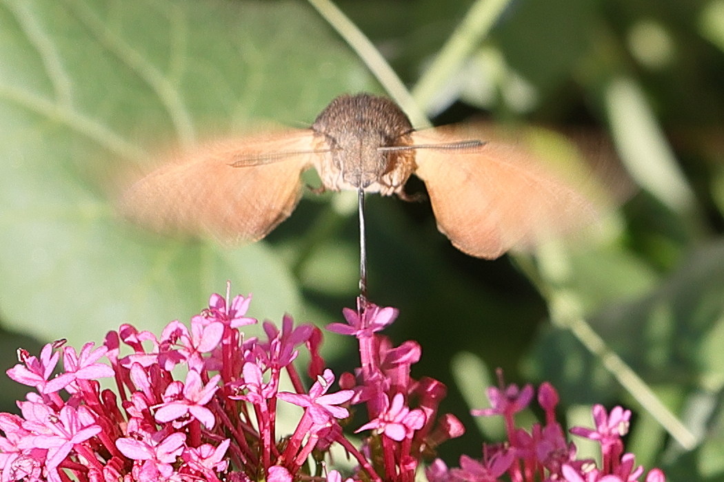 macroglossum_stellatarum7md