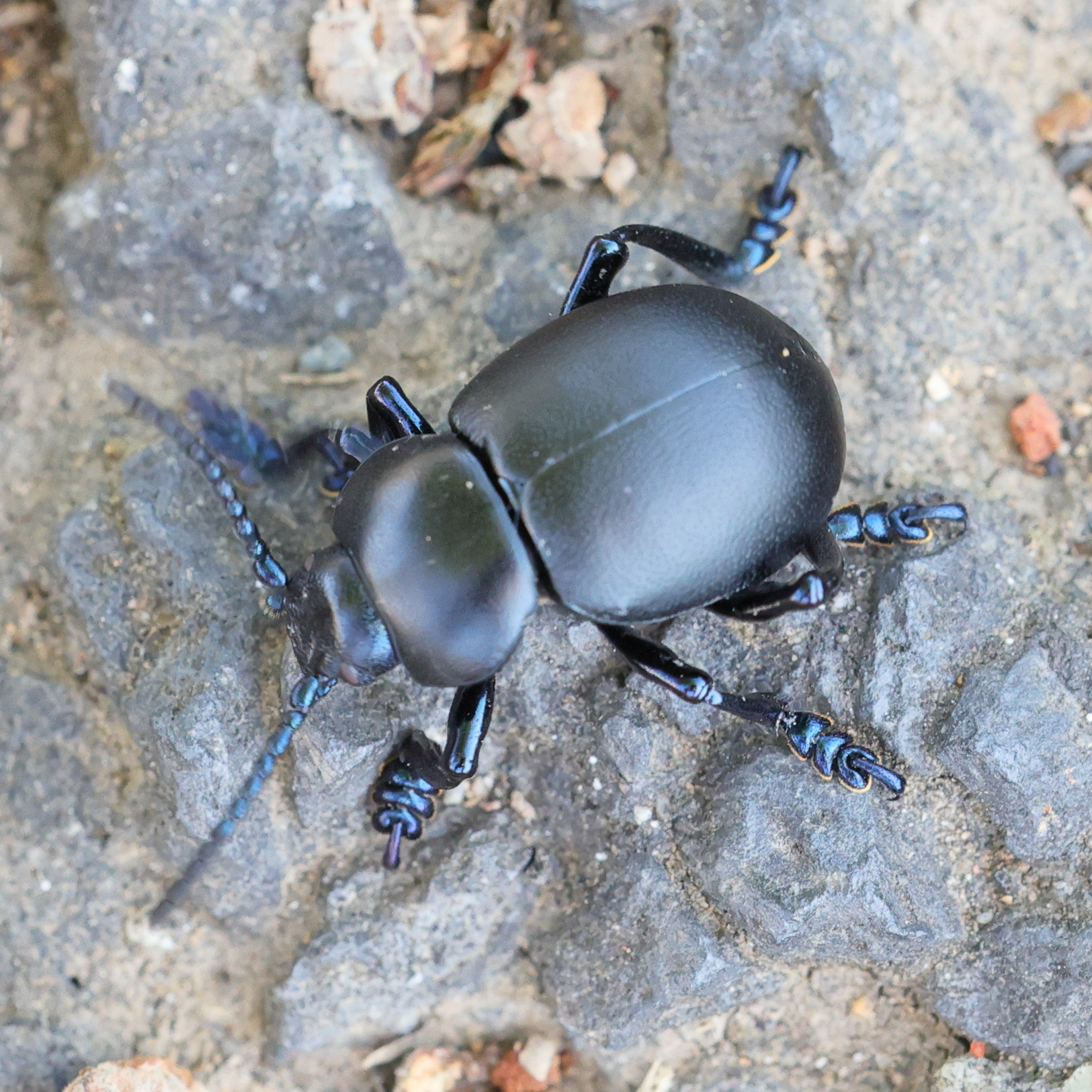 timarcha_tenebricosa5md