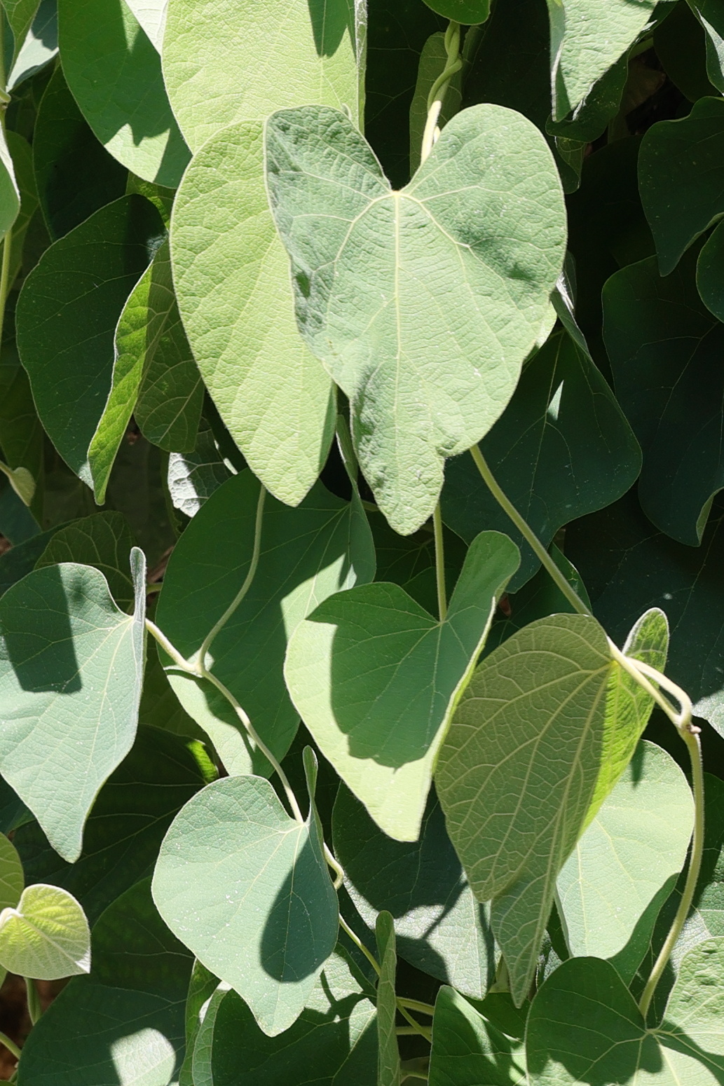 Afficher le média aristolochia_tomentosa1md aristolochia_tomentosa1md