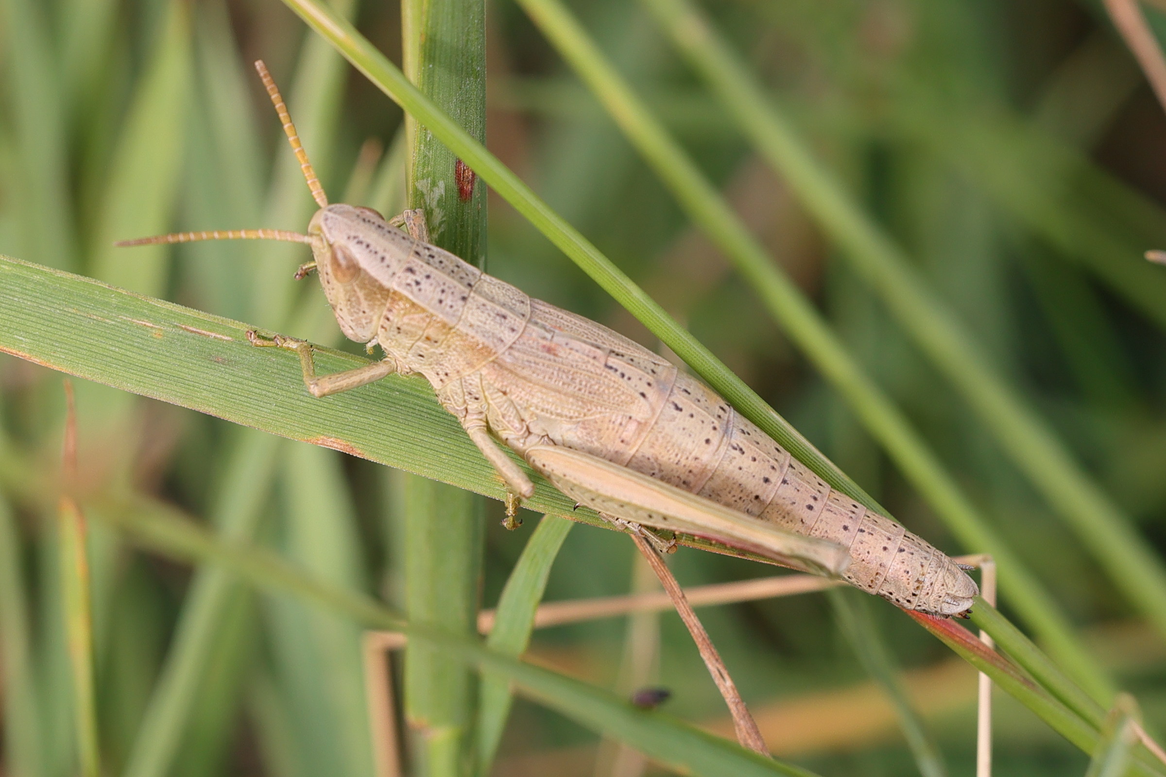 chrysochraon_dispar1md