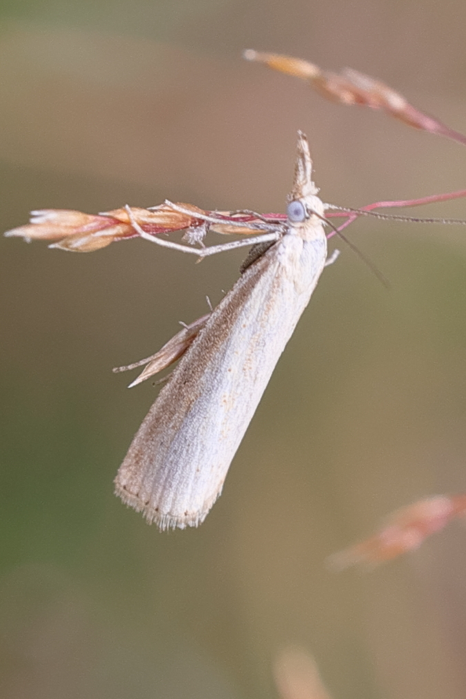 Afficher le média crambus_perlellus1md crambus_perlellus1md