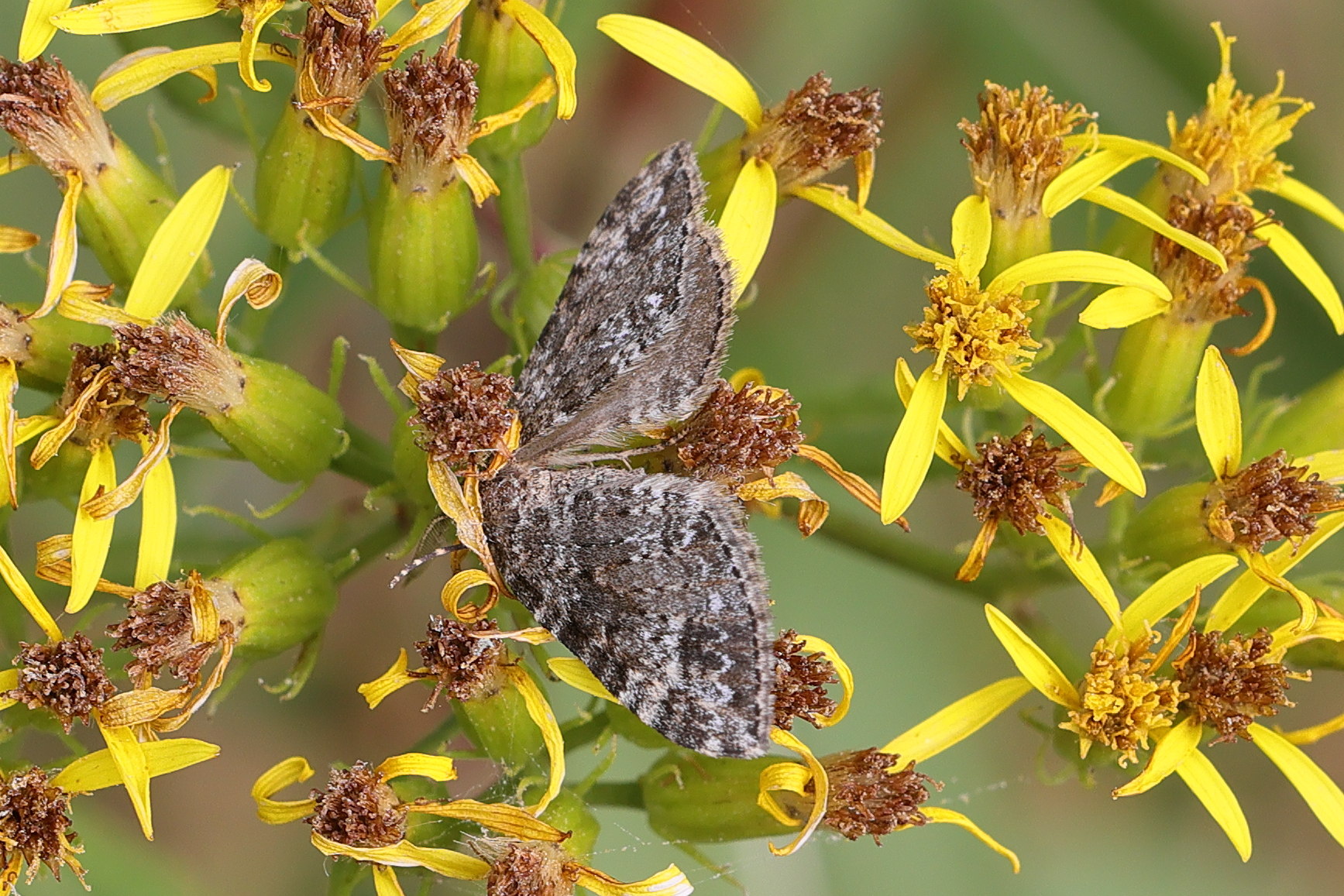 entephrya_caesiata1md