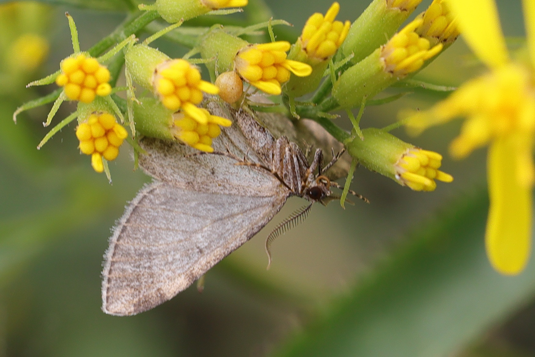 entephrya_caesiata3md