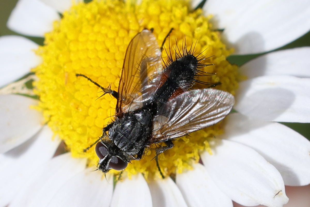 Afficher le média eriothrix_rufomaculatus2md eriothrix_rufomaculatus2md