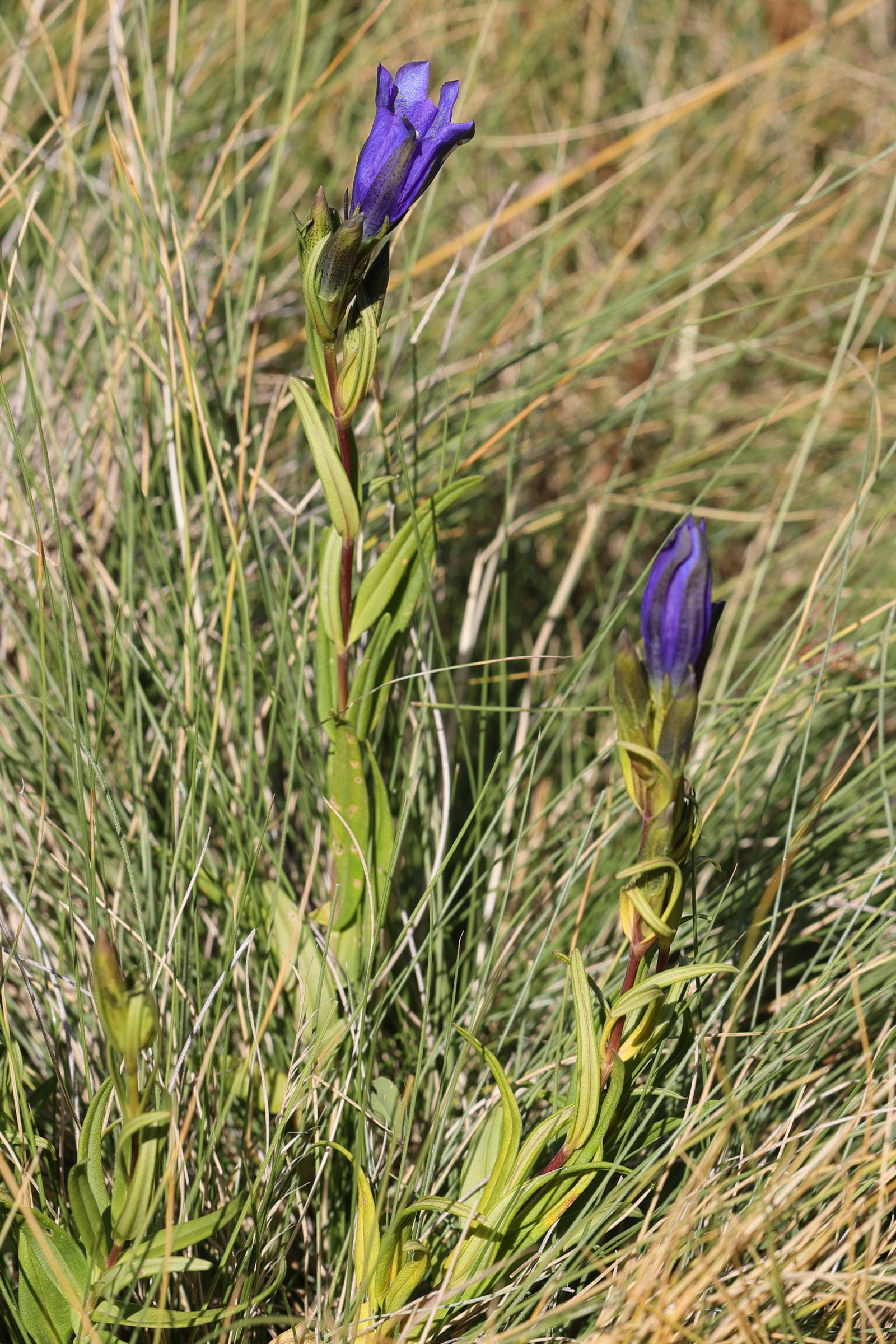 gentiana_pneumonanthe7md