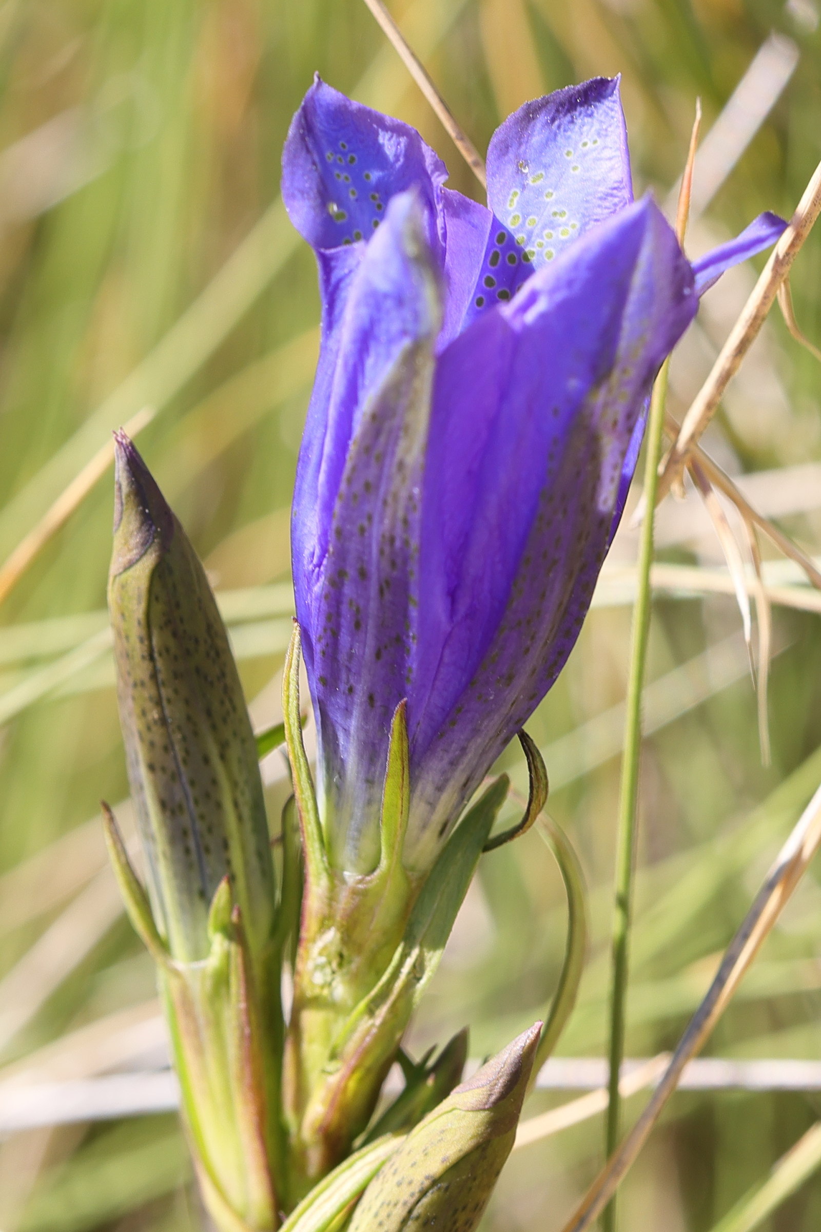 gentiana_pneumonanthe8md