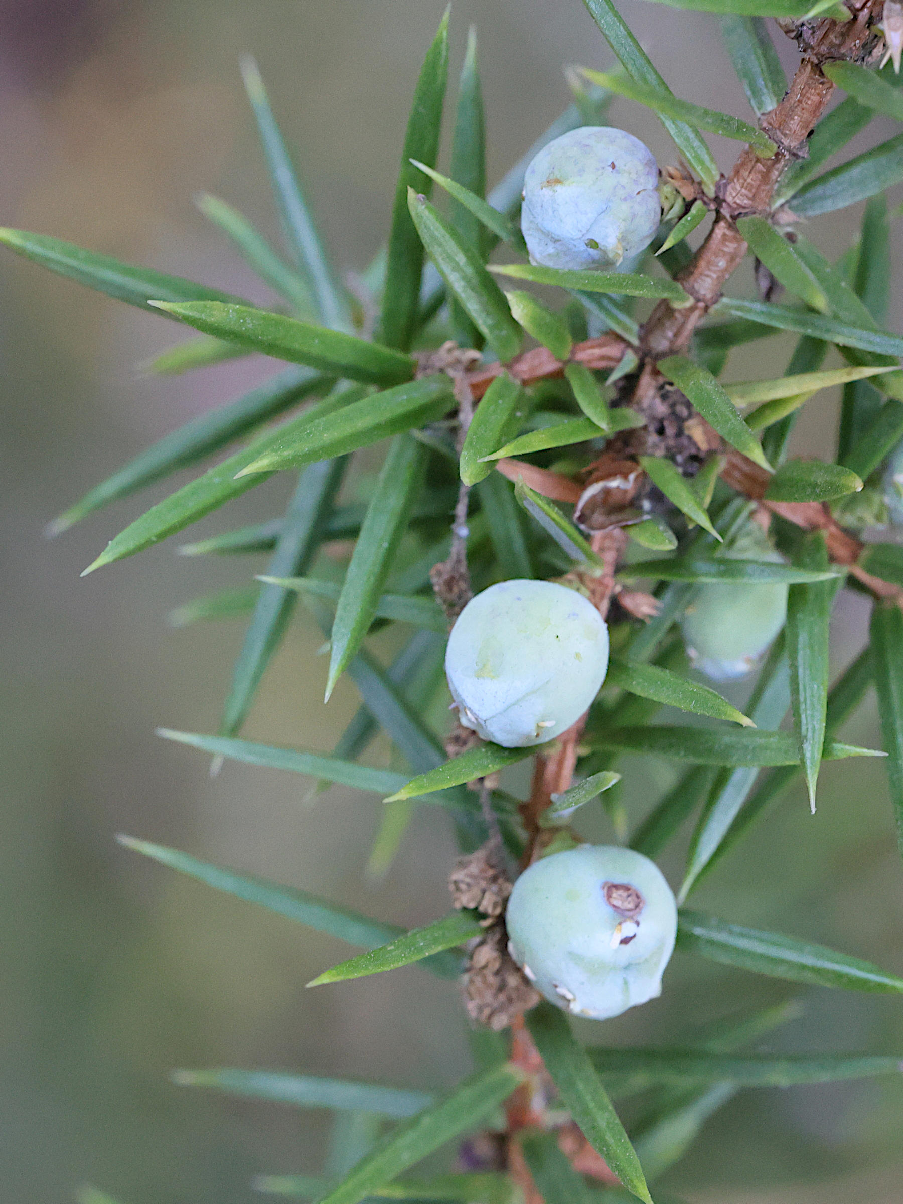 juniperus_communis2md