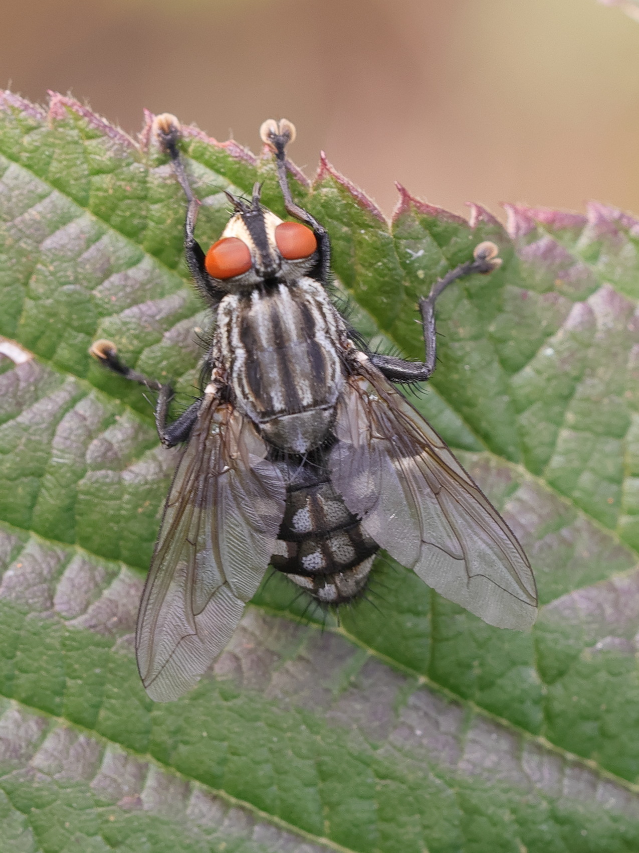 sarcophaga_carnaria4md