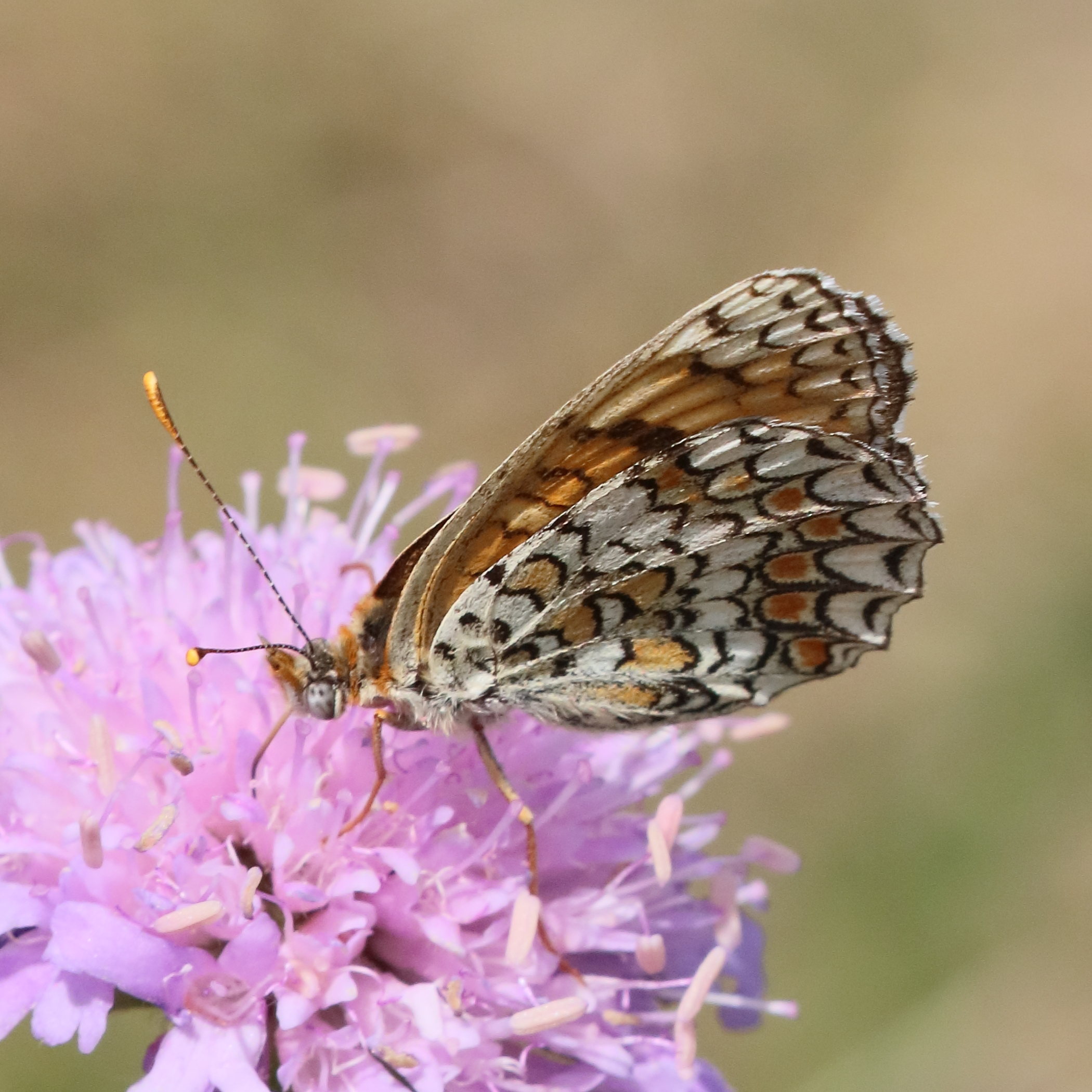 Afficher le média melitaea_phoebe3bd melitaea_phoebe3bd