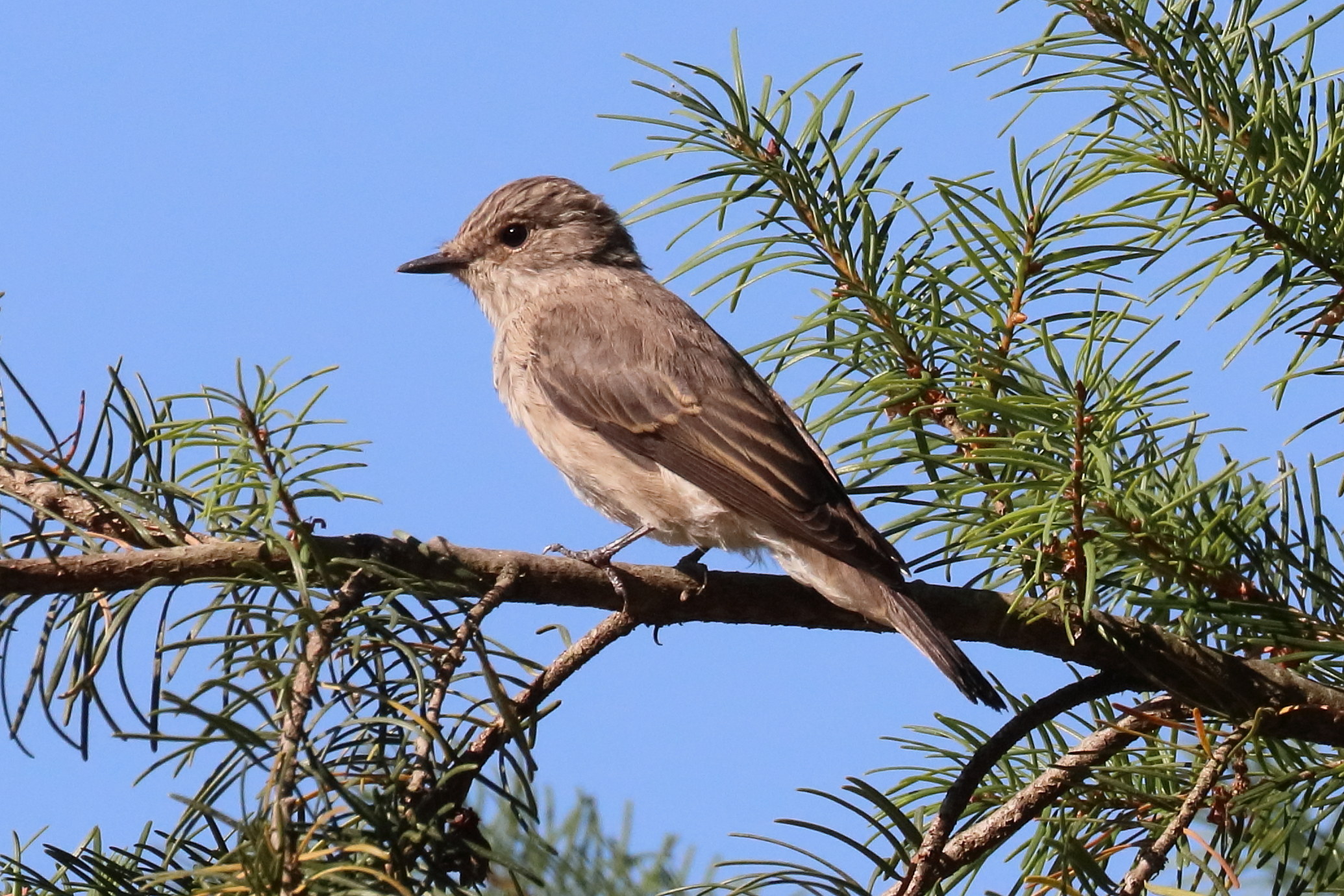 gobemouche_gris_-_muscicapa_striata6bd