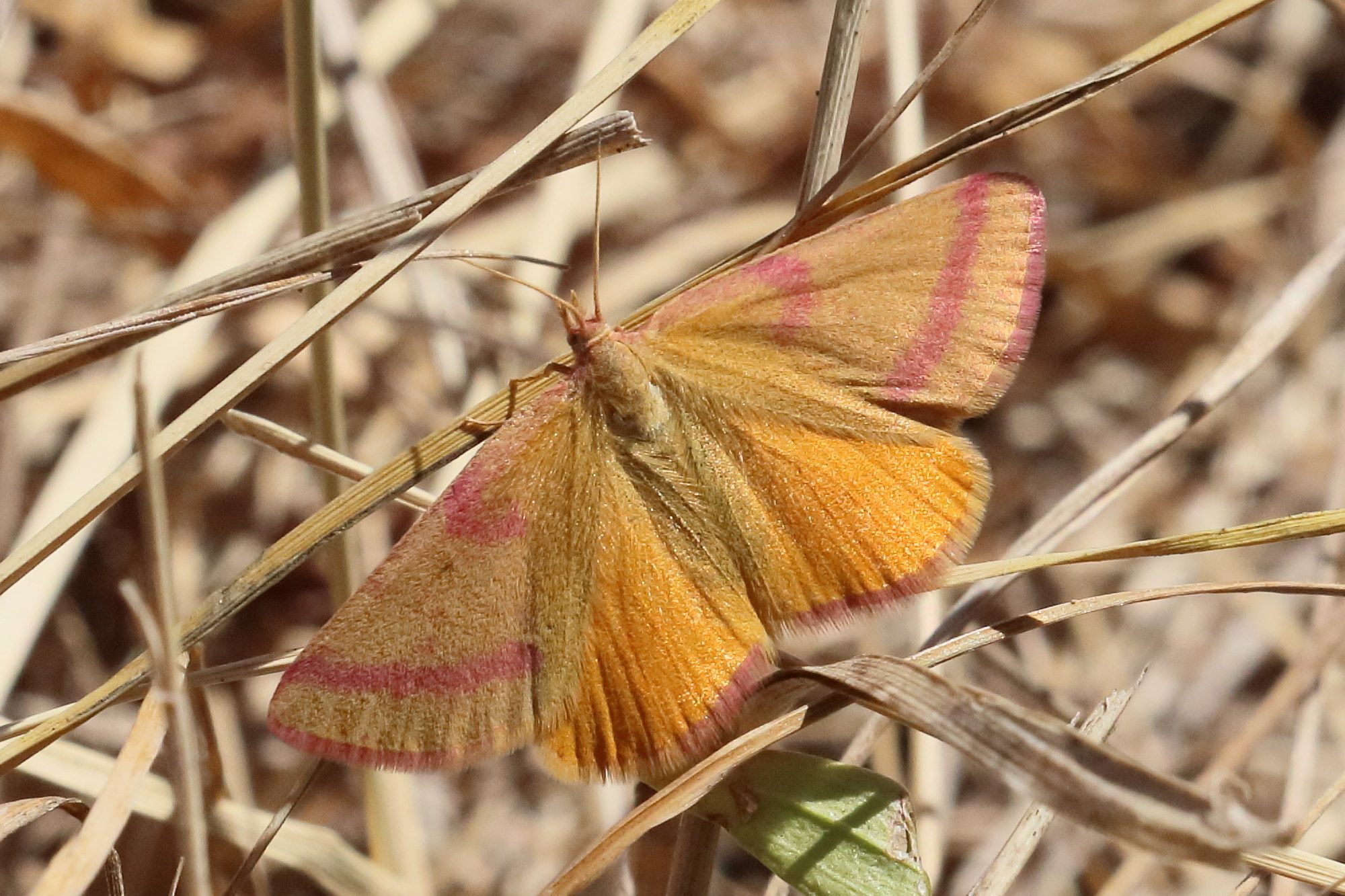 Afficher le média lythria_purpuraria5bd lythria_purpuraria5bd