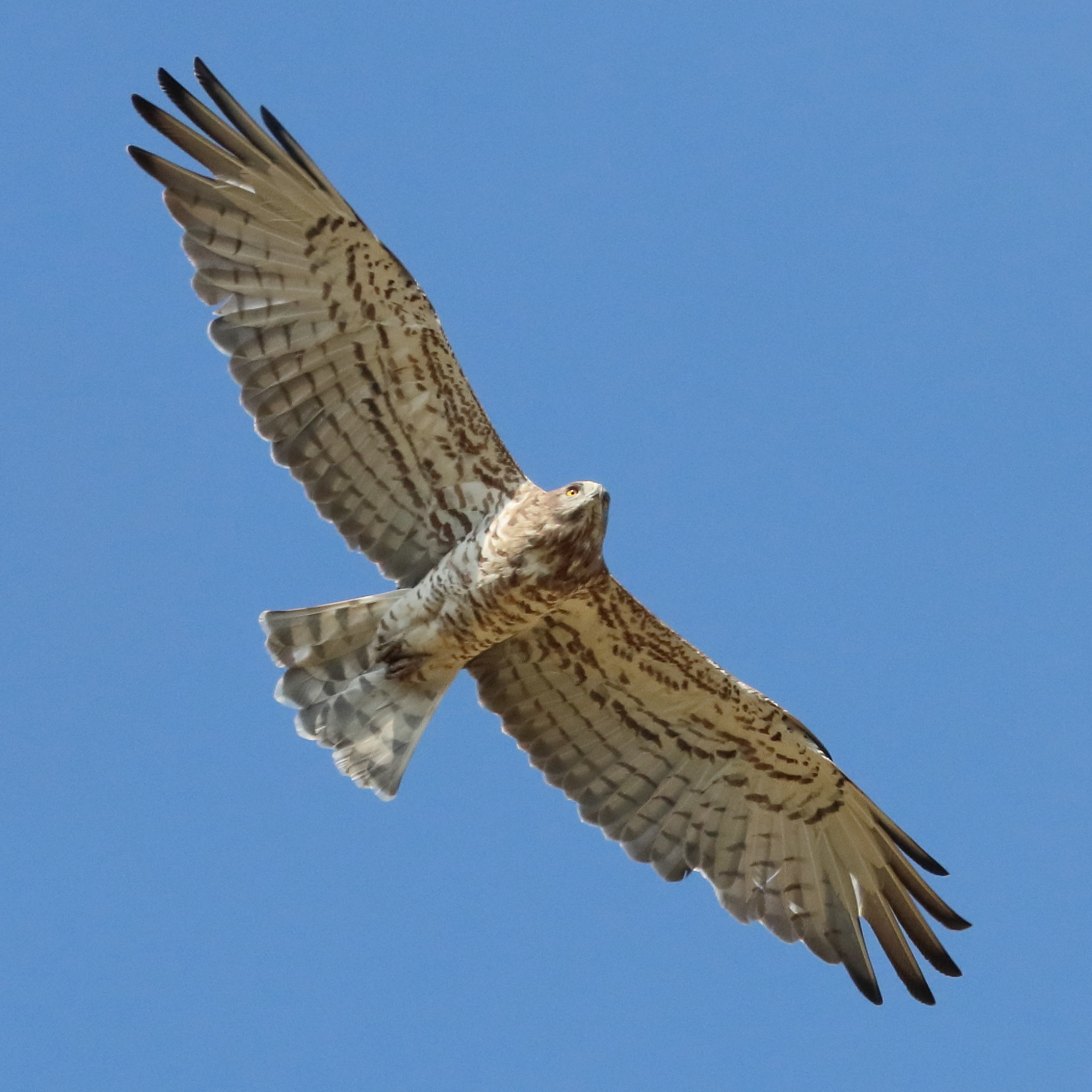 Afficher le média circaete_jean-le-blanc_-_circaetus_gallicus6bd circaete_jean-le-blanc_-_circaetus_gallicus6bd
