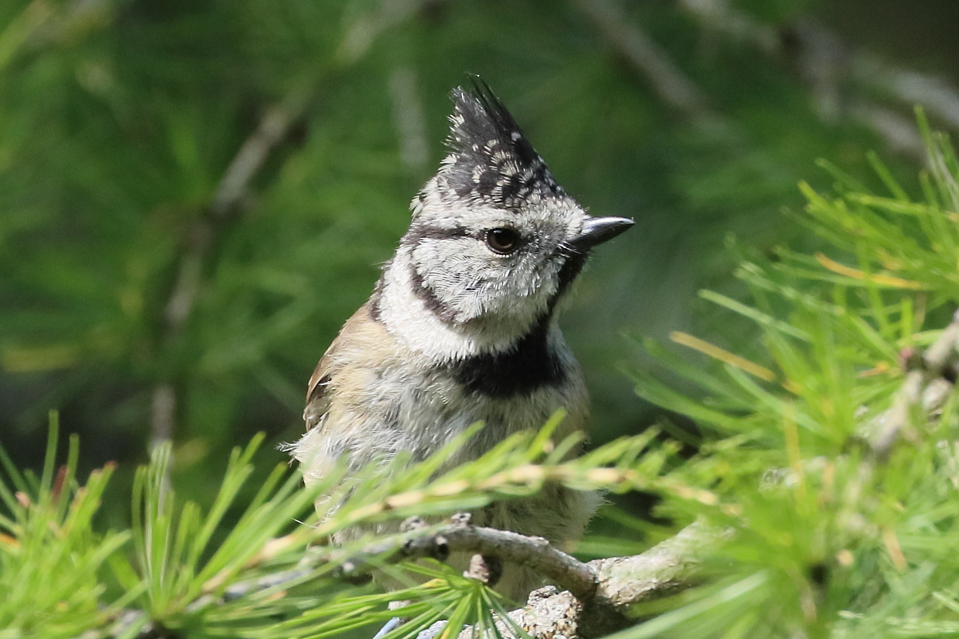 mesange_huppee_-_lophophanes_cristatus3bd