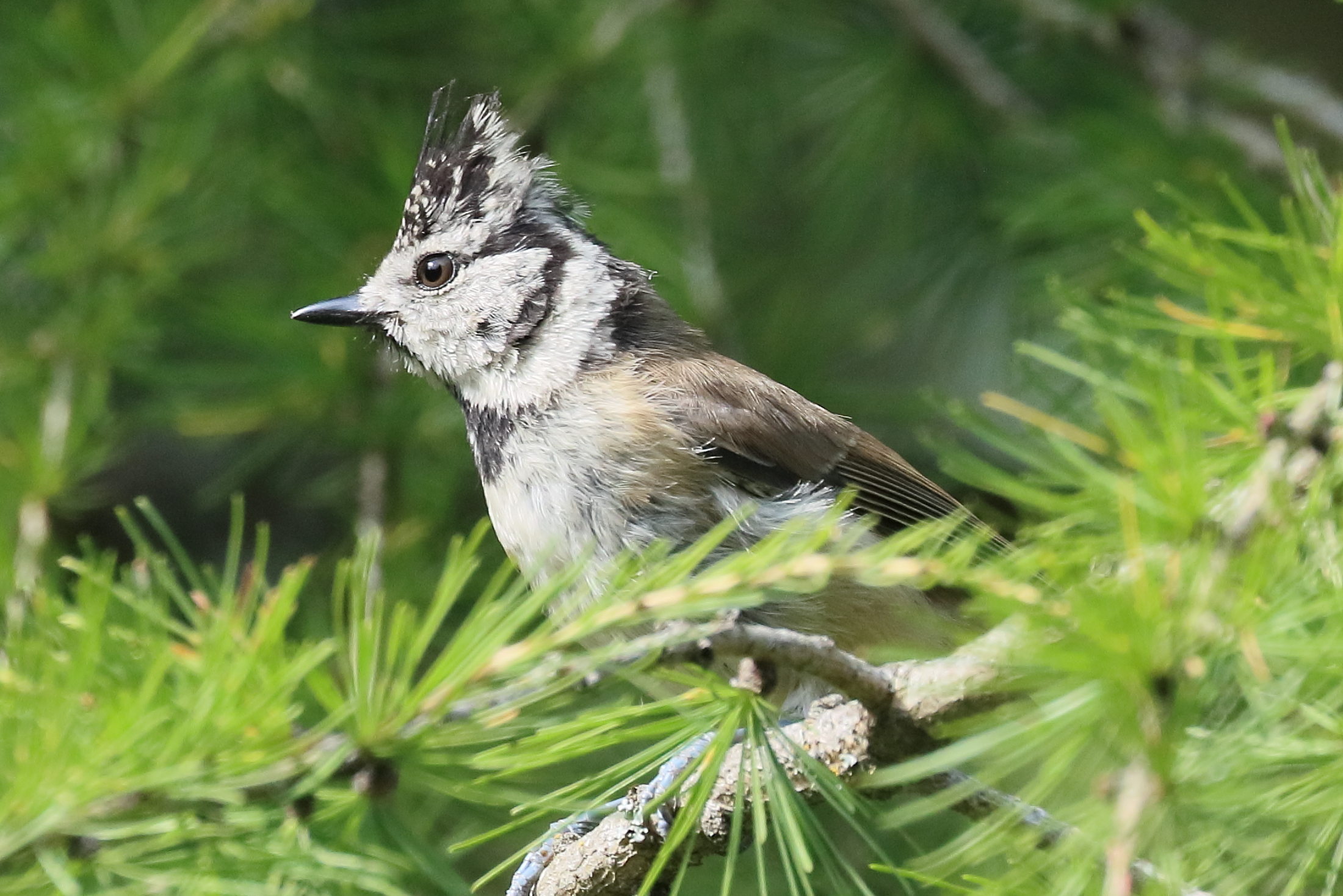 mesange_huppee_-_lophophanes_cristatus5bd