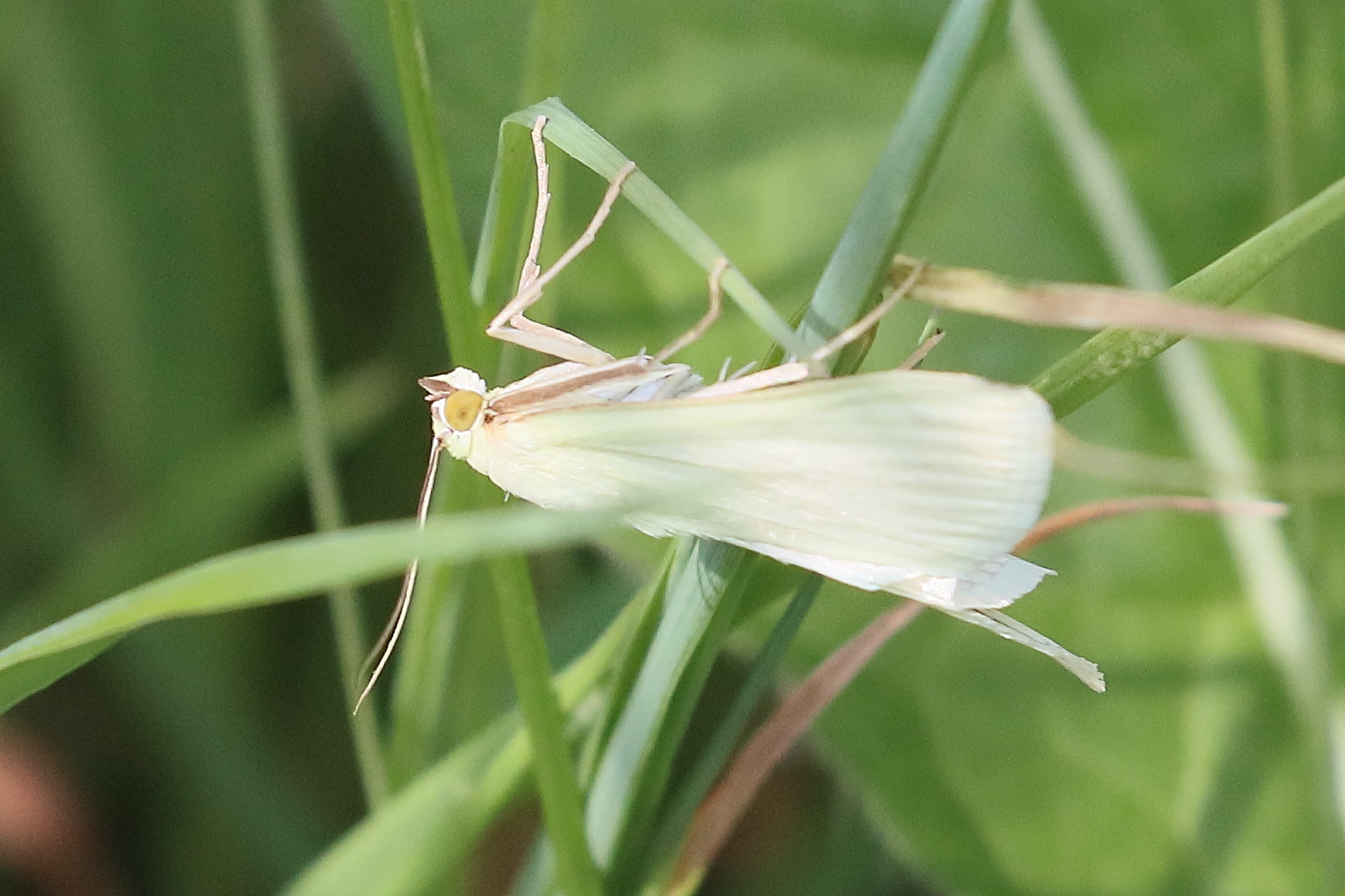 sitochroa_palealis1bd