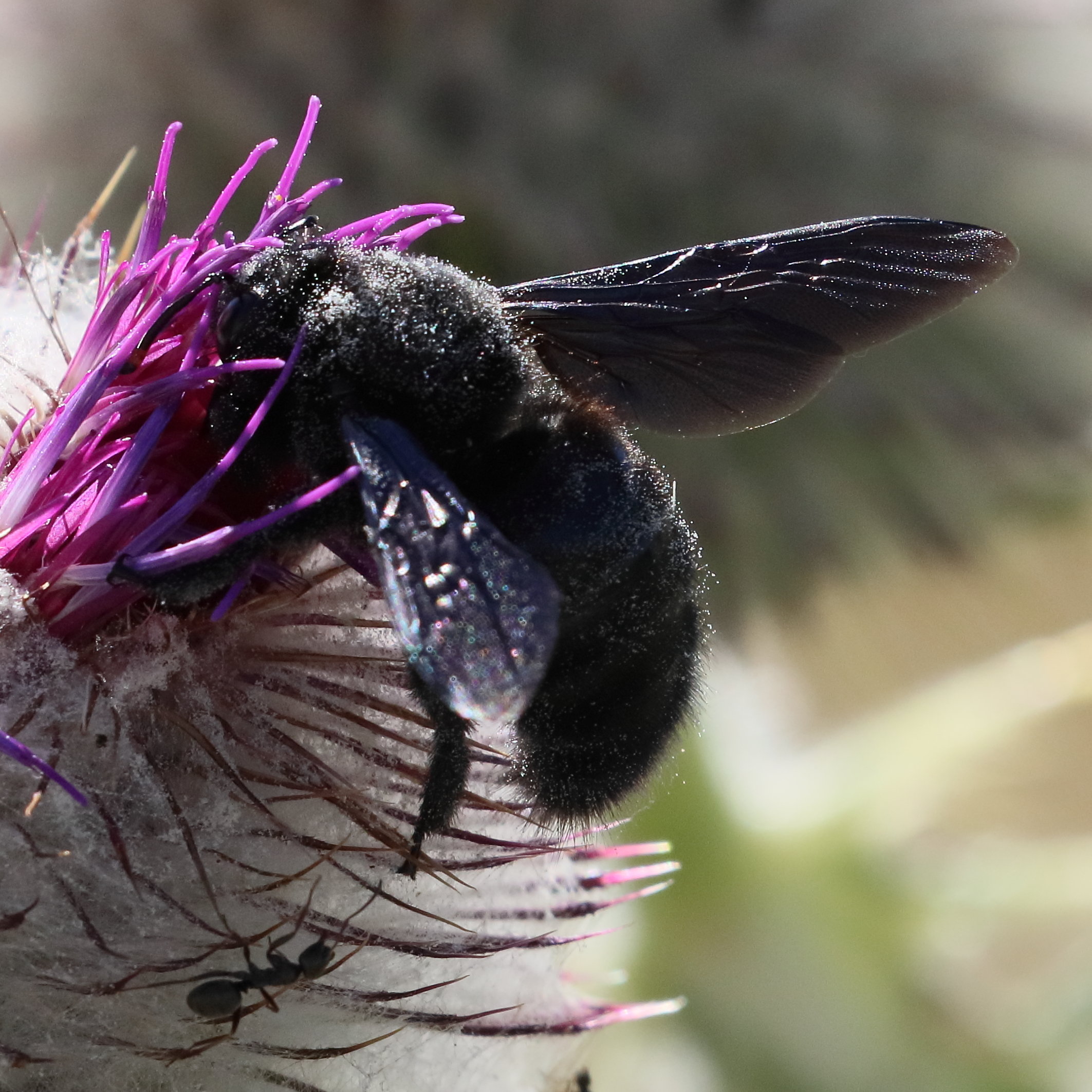 xylocopa_violacea8bd
