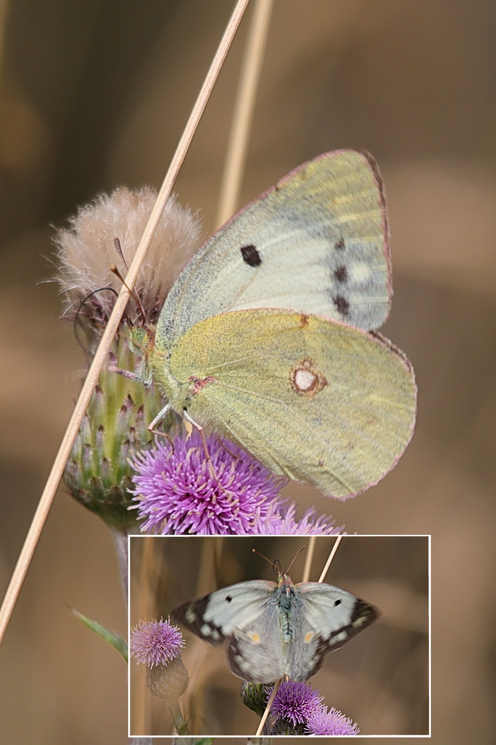 colias_hyale5md