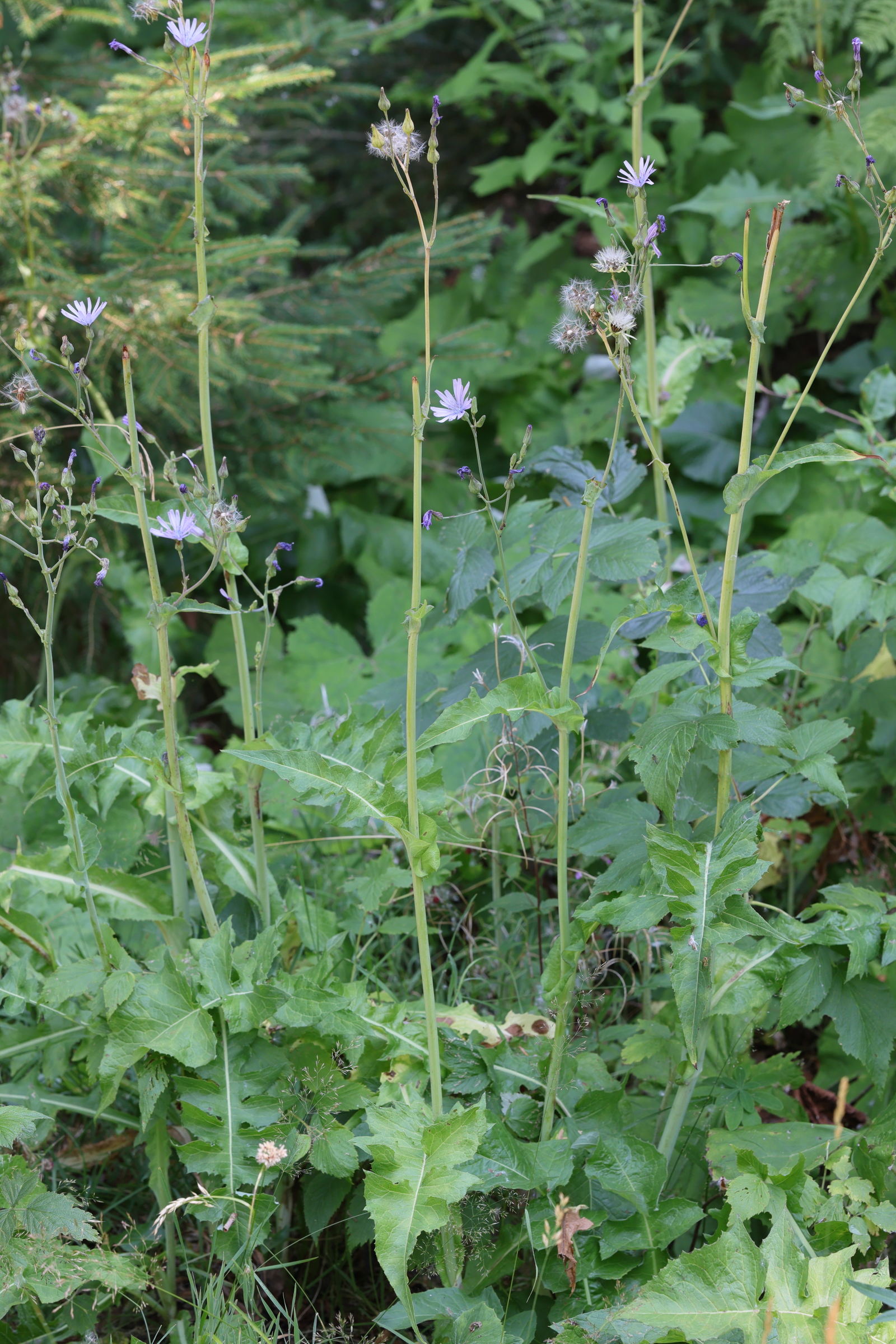 Afficher le média lactuca_plumieri8md lactuca_plumieri8md