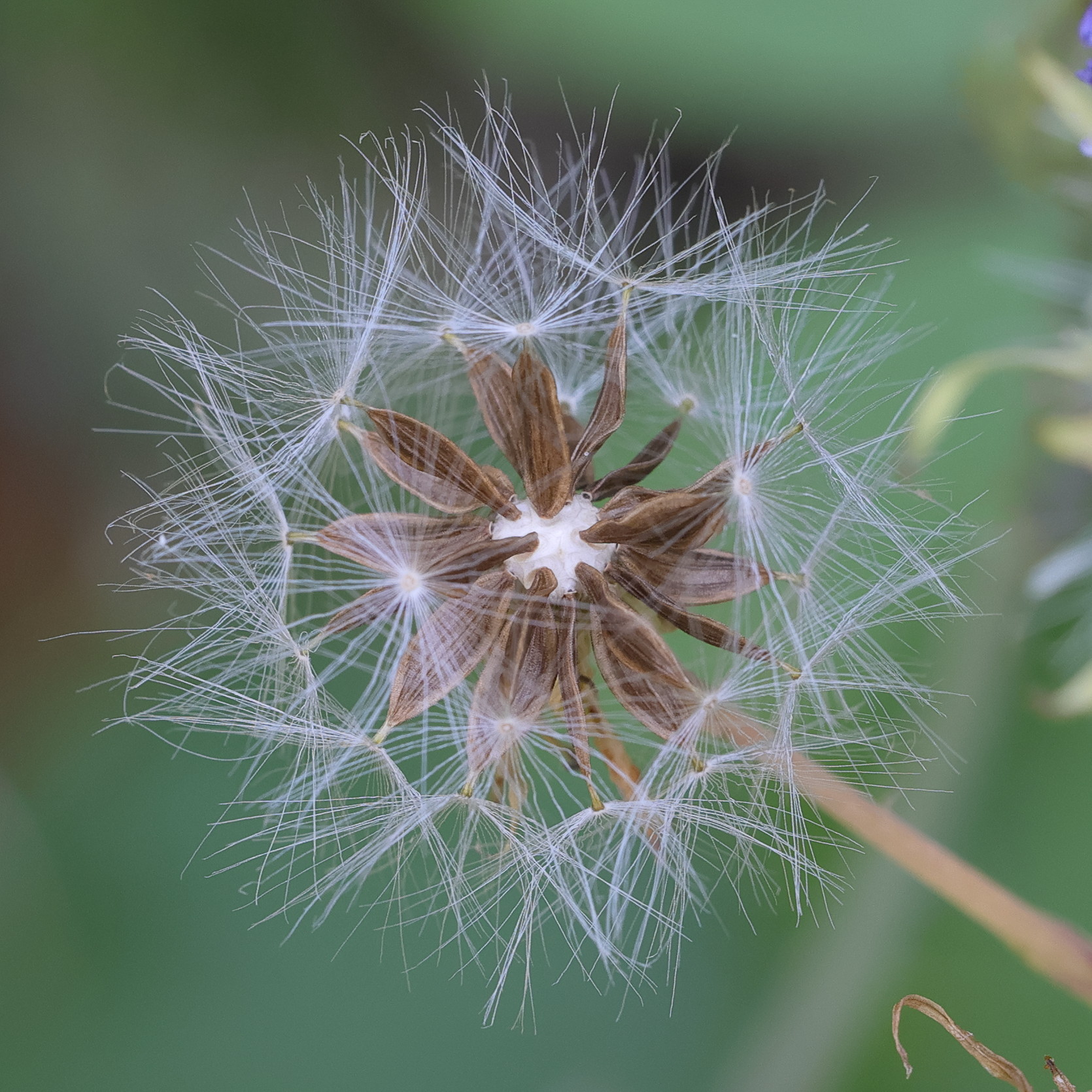 Afficher le média lactuca_plumieri9md lactuca_plumieri9md