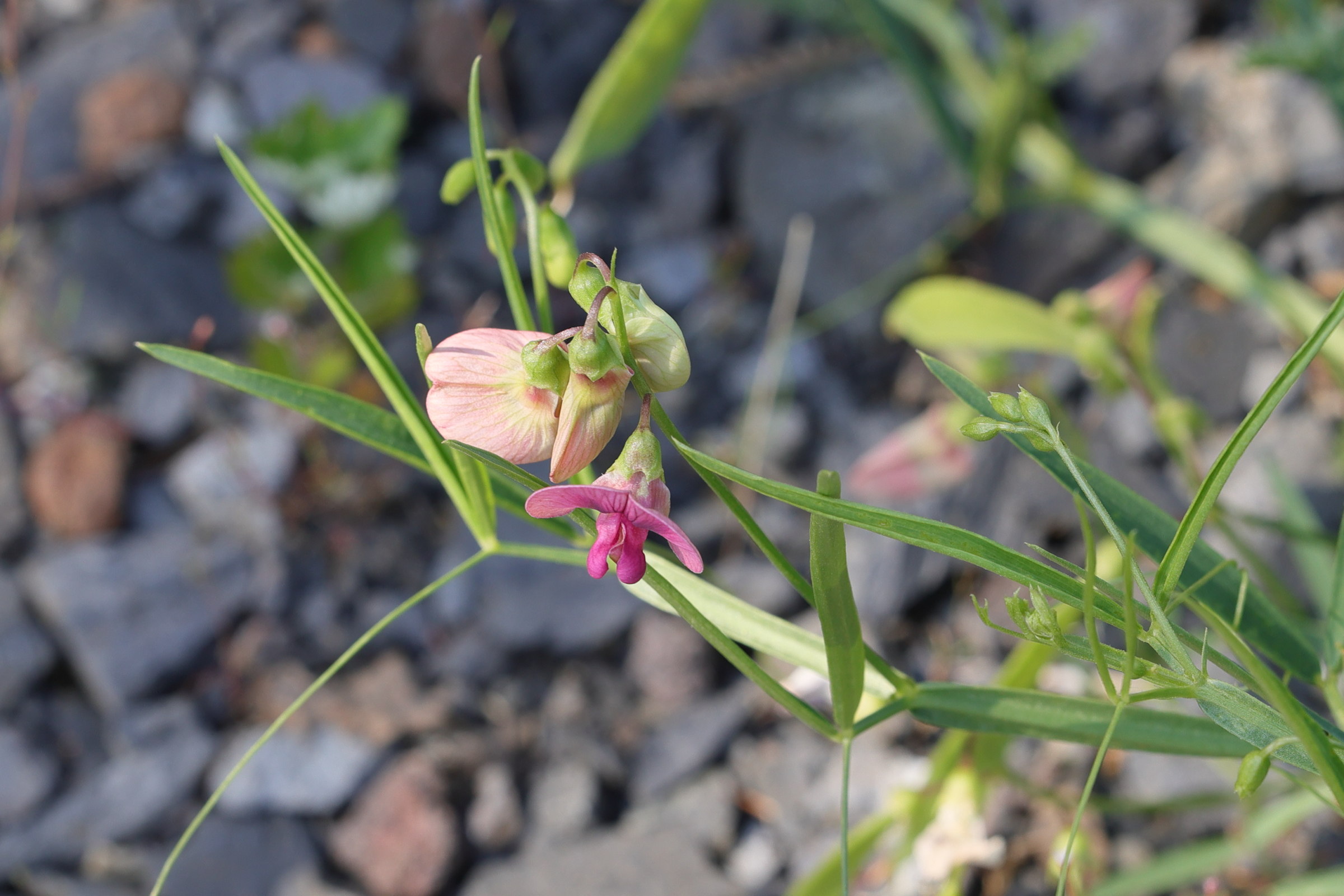 lathyrus_sylvestris4md