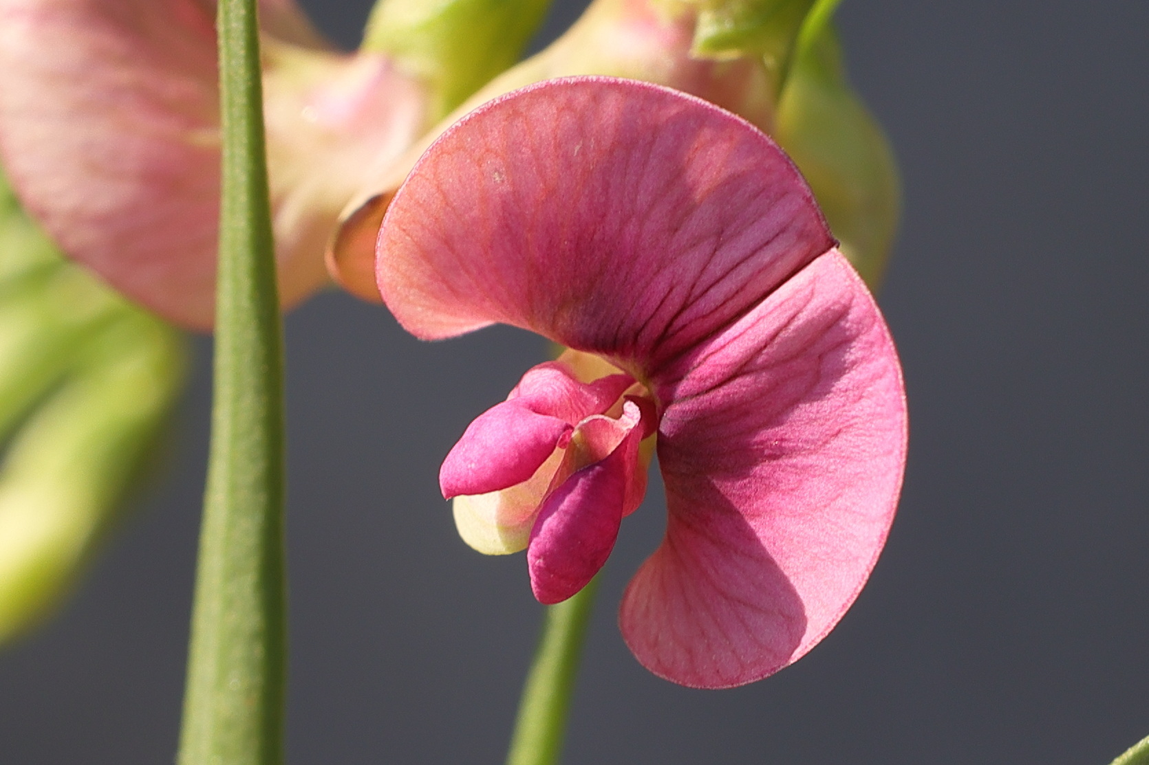 lathyrus_sylvestris5md