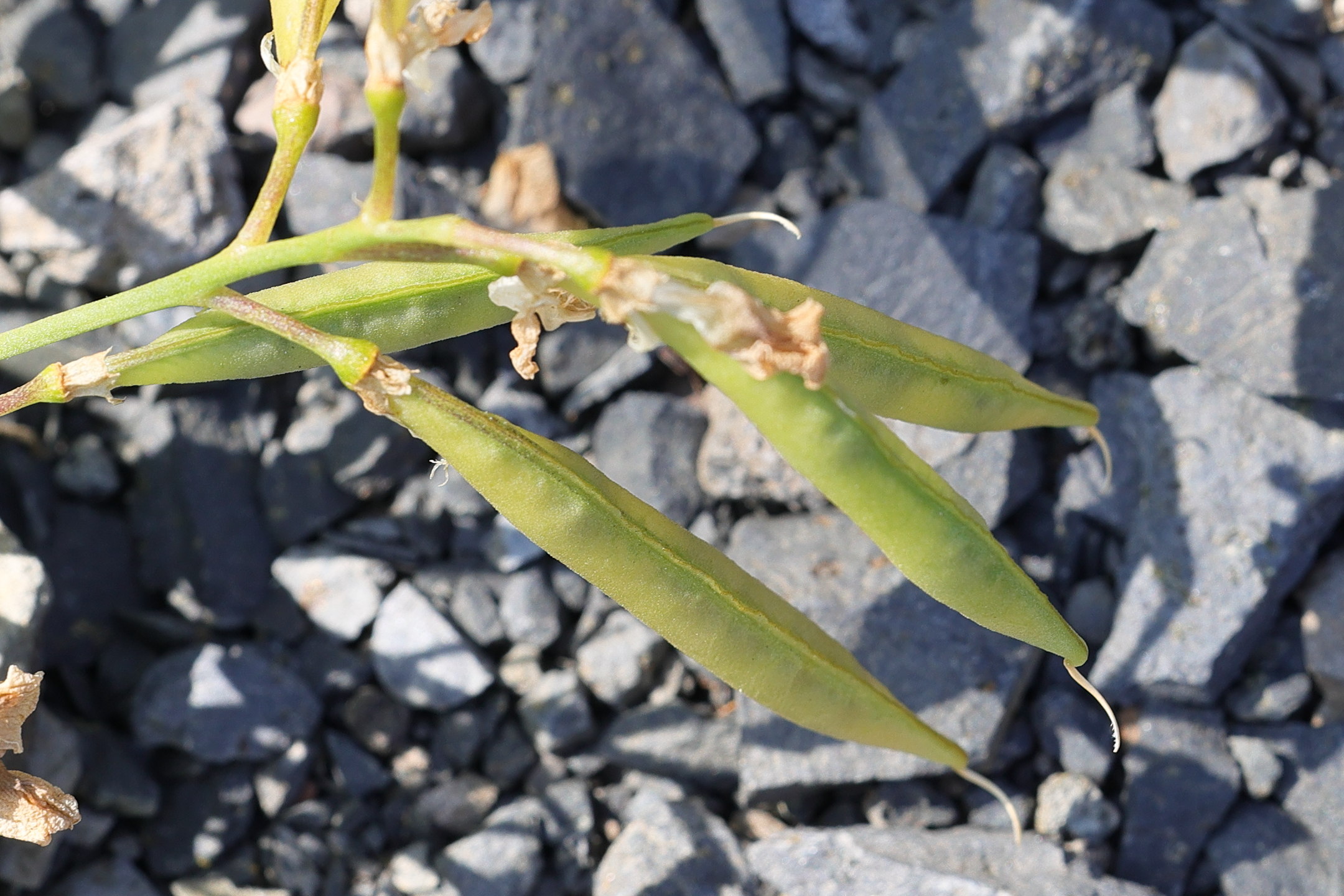 lathyrus_sylvestris6md