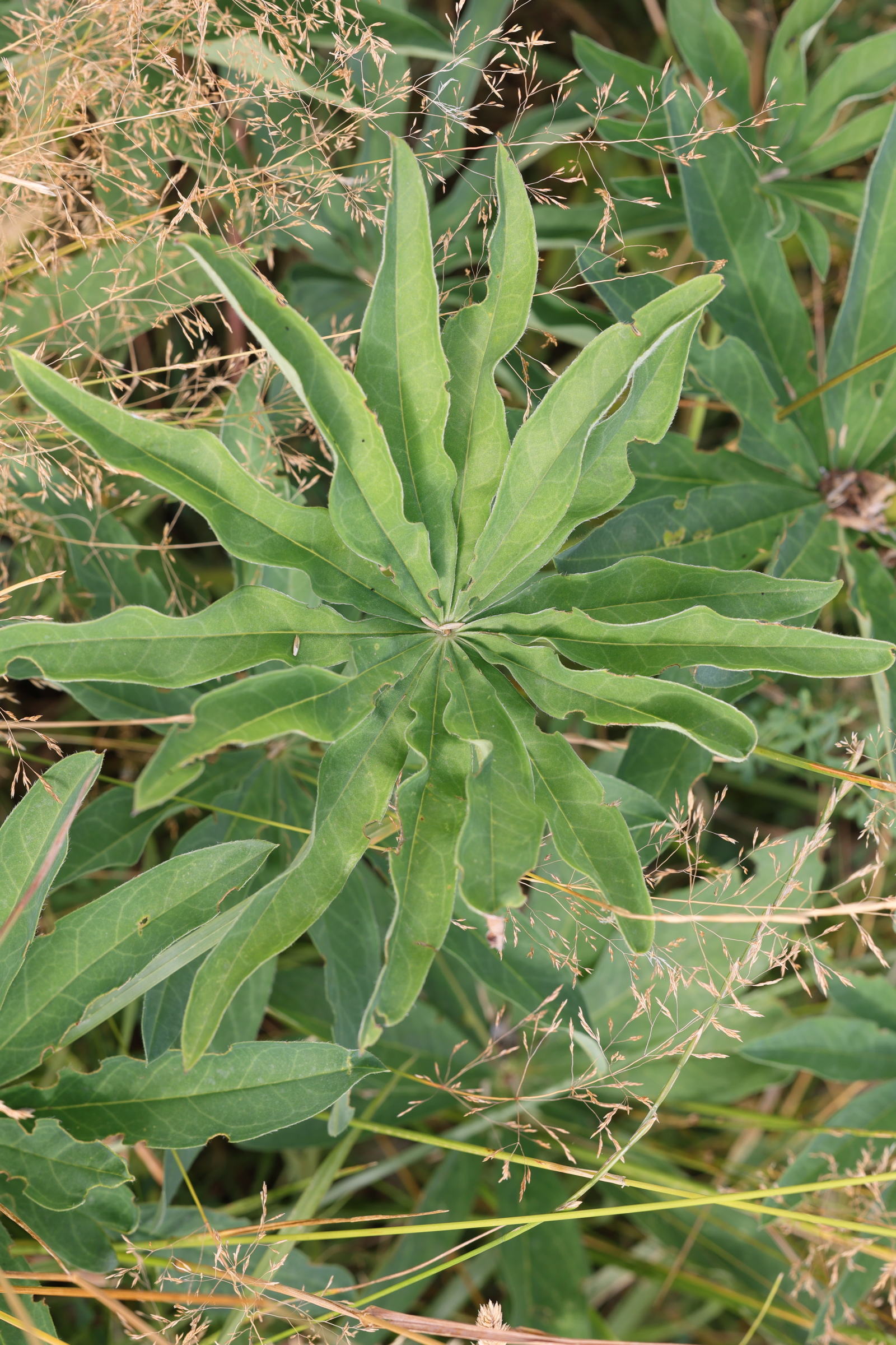 lupinus_x_regalis3md