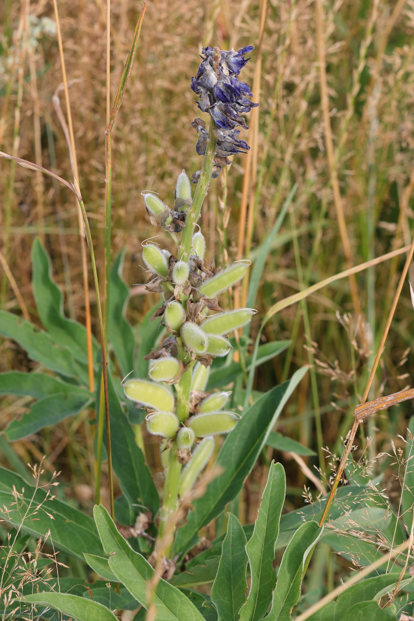 lupinus_x_regalis4md