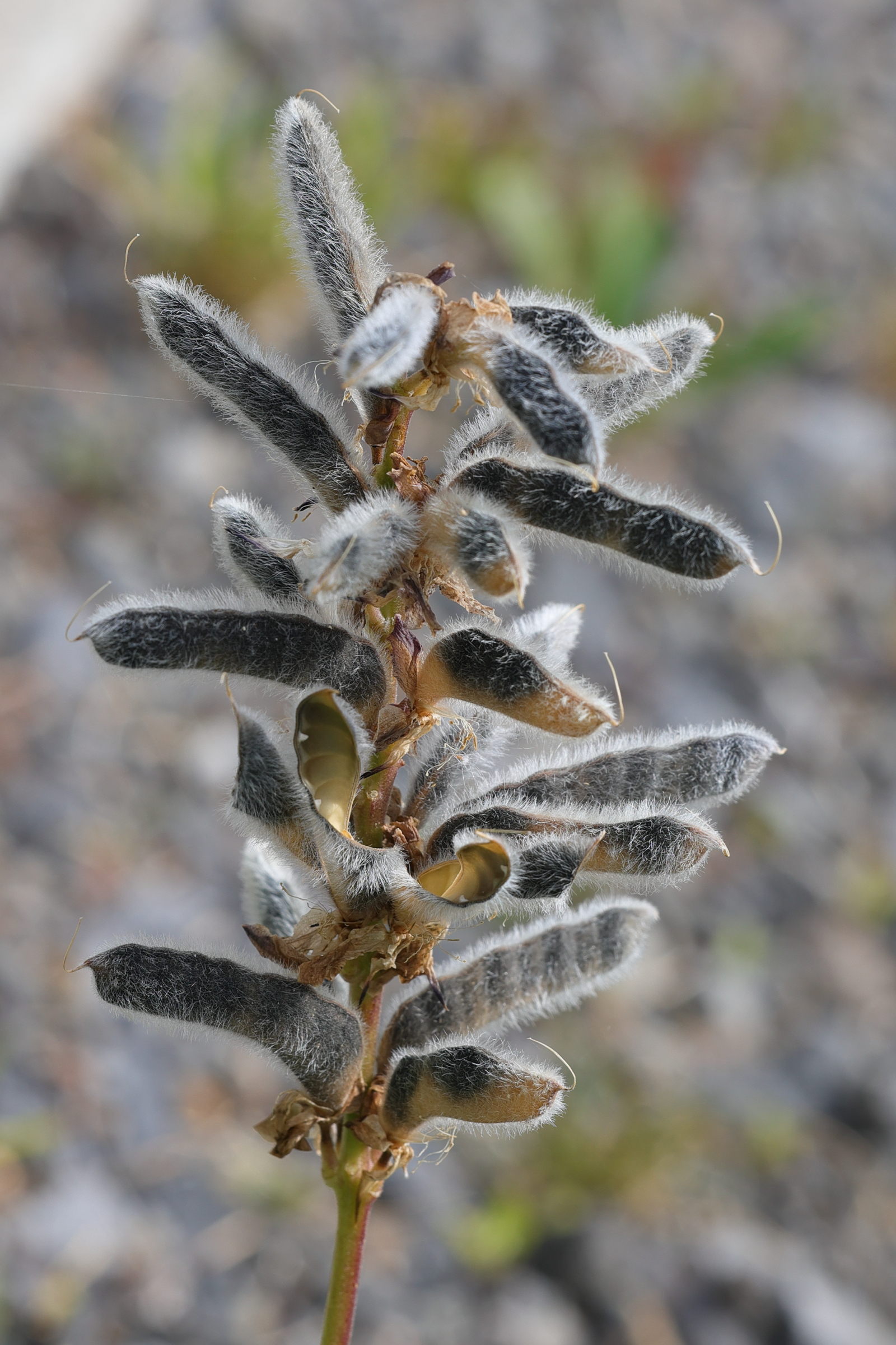 lupinus_x_regalis5md