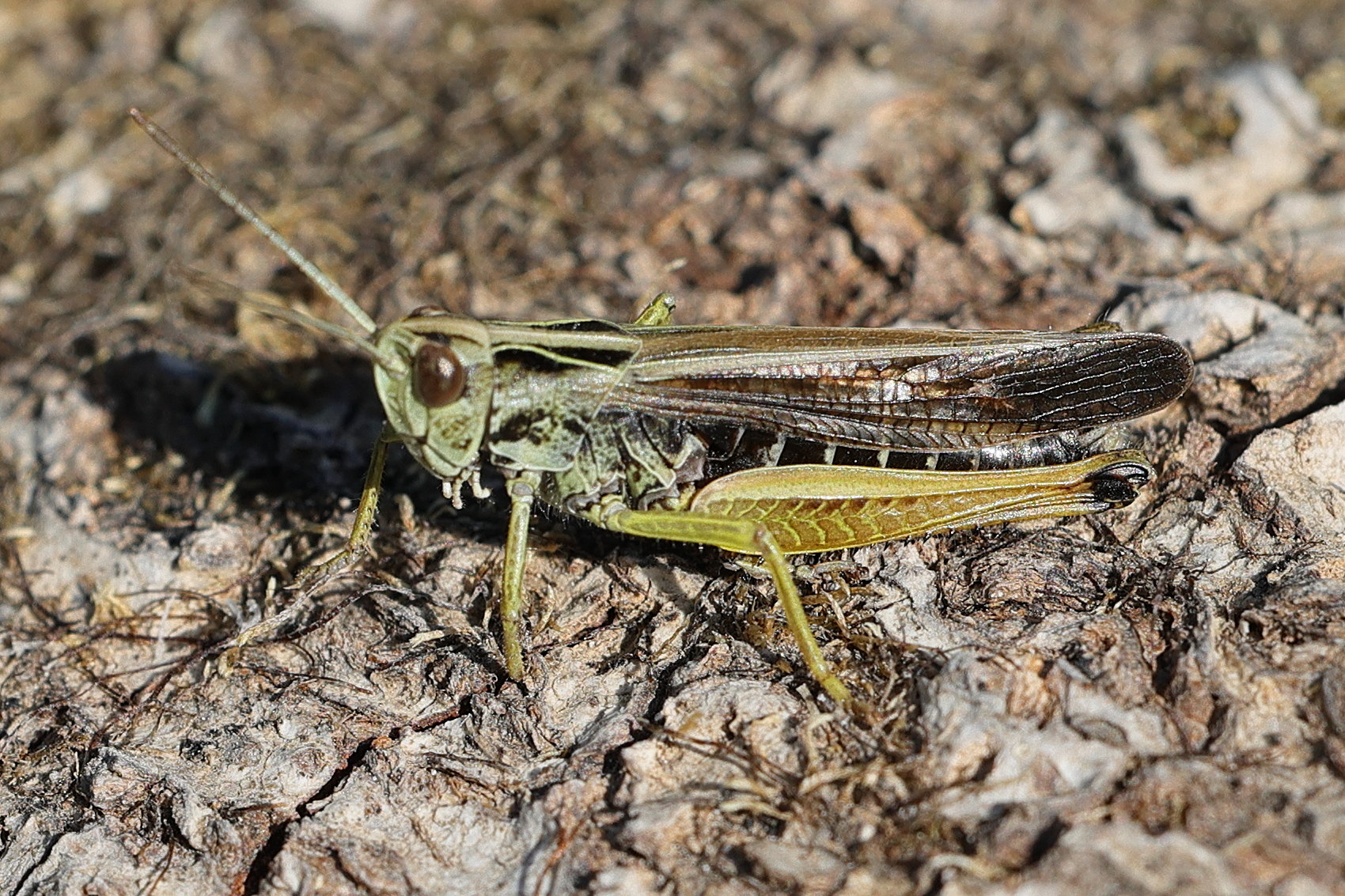 omocestus_viridulus2md