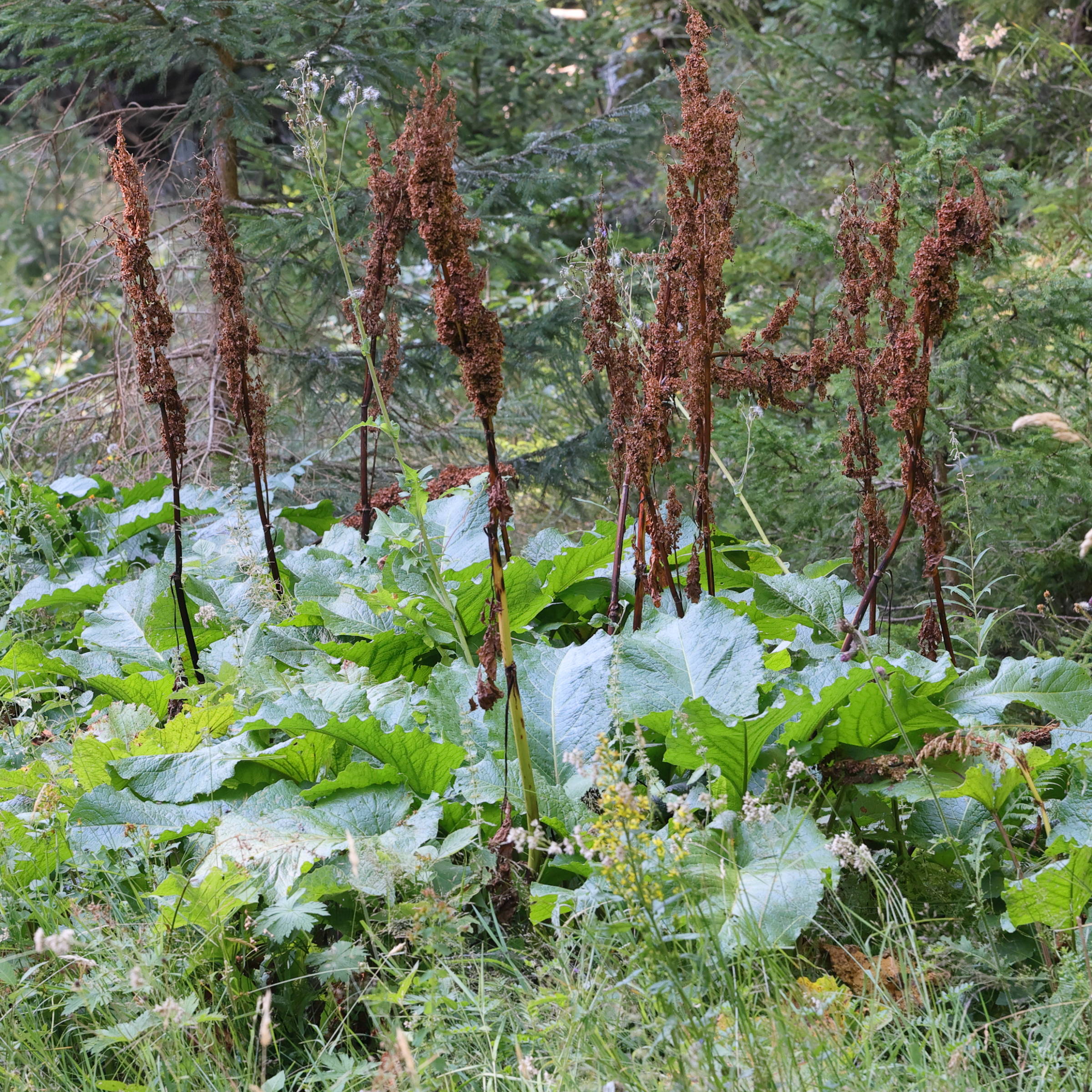 Afficher le média rumex_alpinus5md rumex_alpinus5md