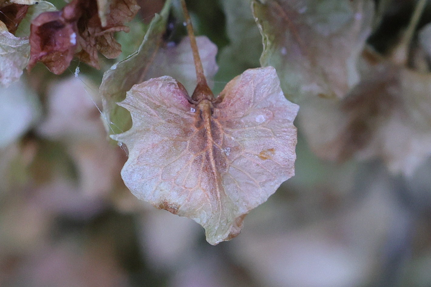 Afficher le média rumex_alpinus6md rumex_alpinus6md