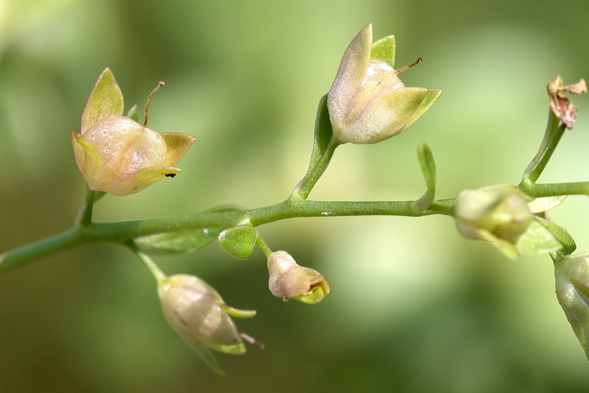 Afficher le média veronica_beccabunga6md veronica_beccabunga6md