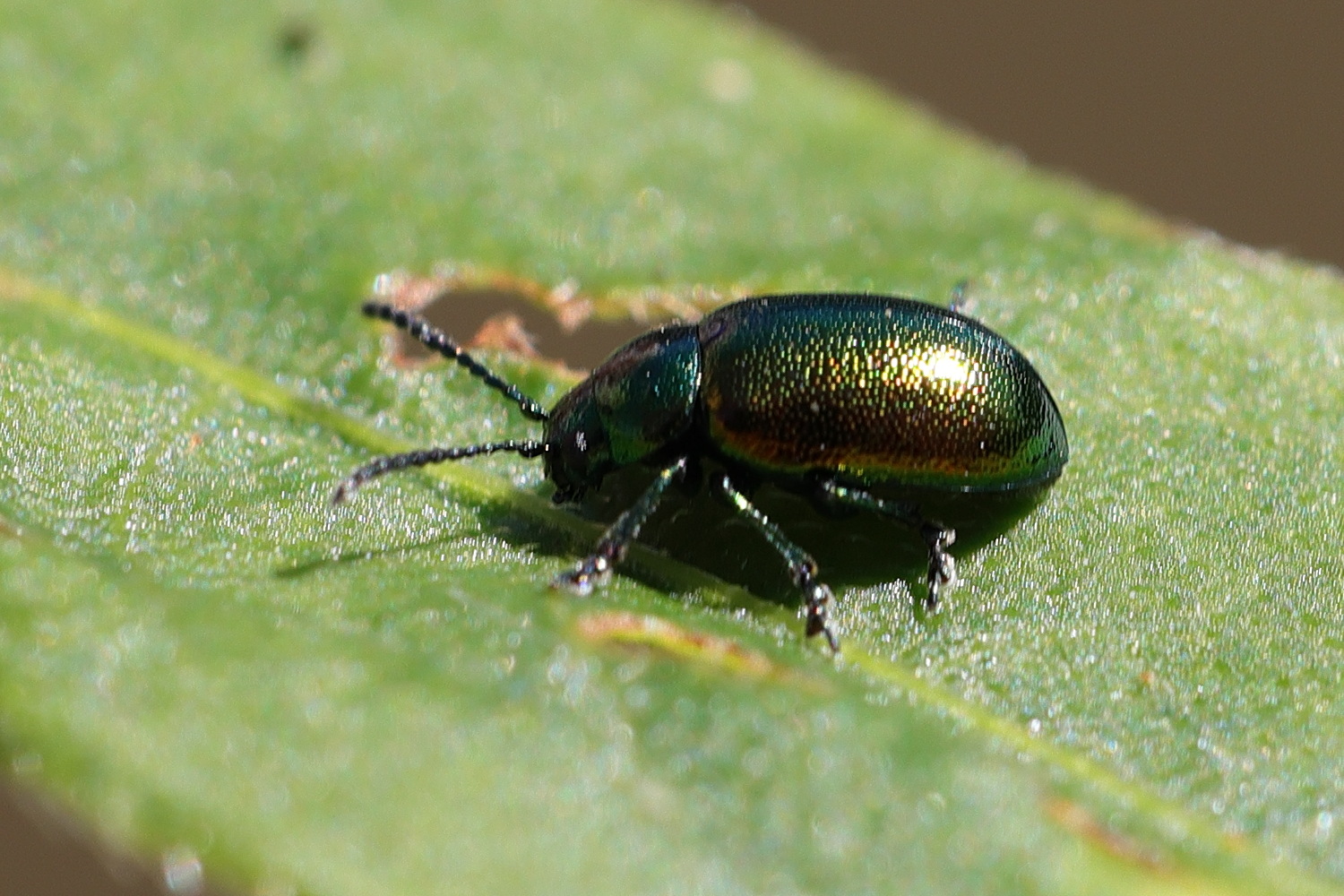 Afficher le média gastrophysa_viridula1md gastrophysa_viridula1md