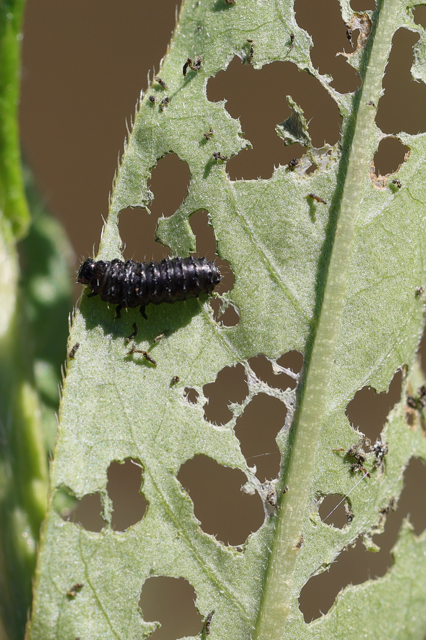 Afficher le média gastrophysa_viridula_larv1md gastrophysa_viridula_larv1md