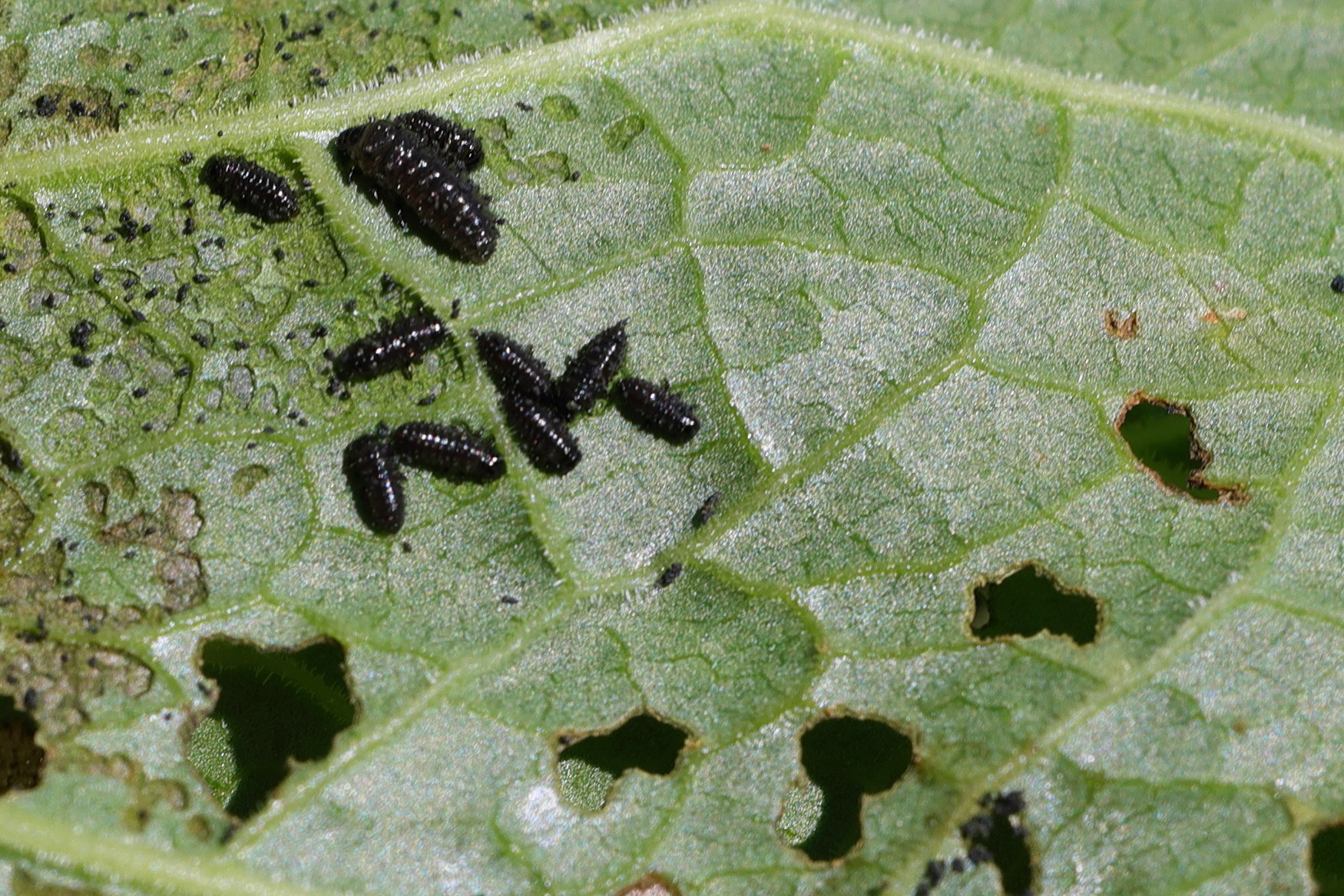 Afficher le média gastrophysa_viridula_larv3md gastrophysa_viridula_larv3md