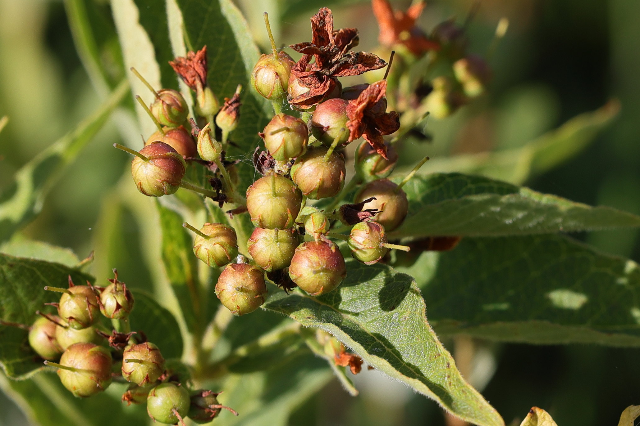 Afficher le média lysimachia_vulgaris8md lysimachia_vulgaris8md