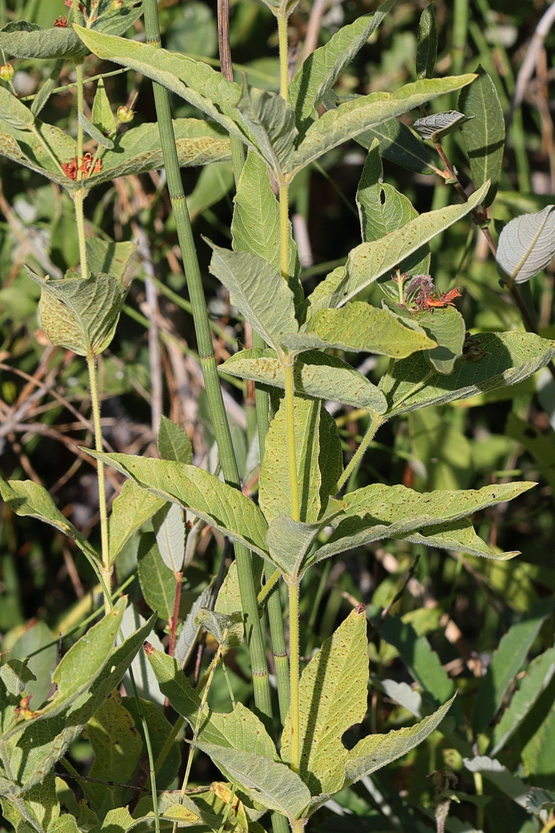 Afficher le média lysimachia_vulgaris9md lysimachia_vulgaris9md