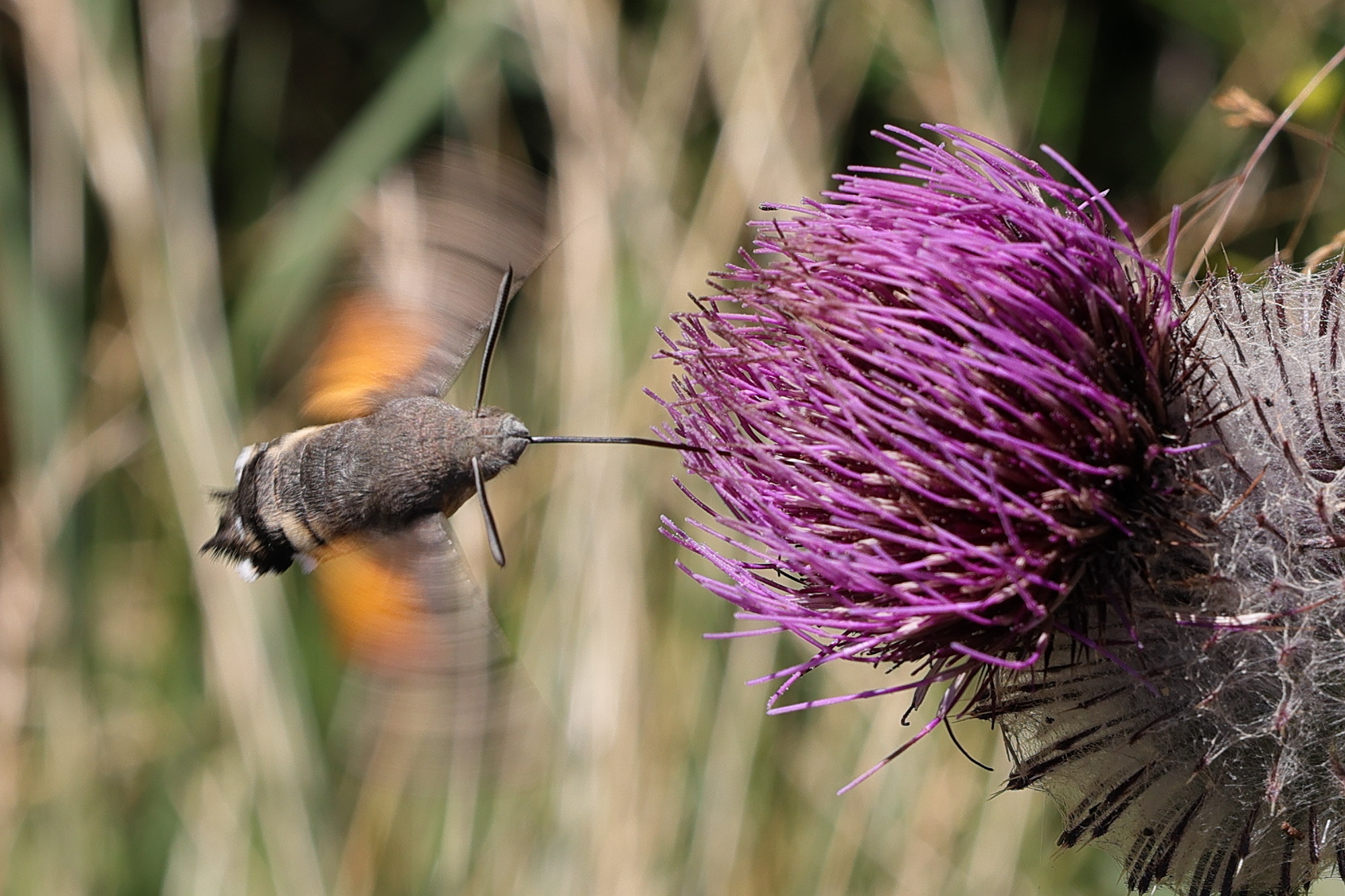 macroglossum_stellatarum1md
