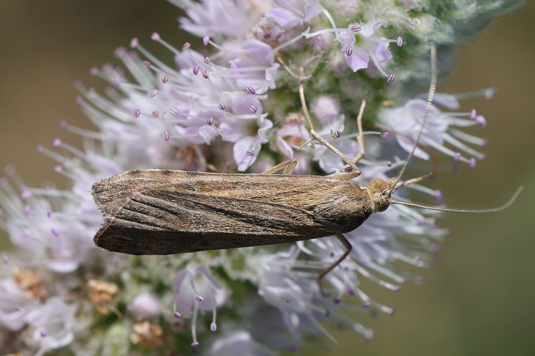 nomophila_noctuella8md