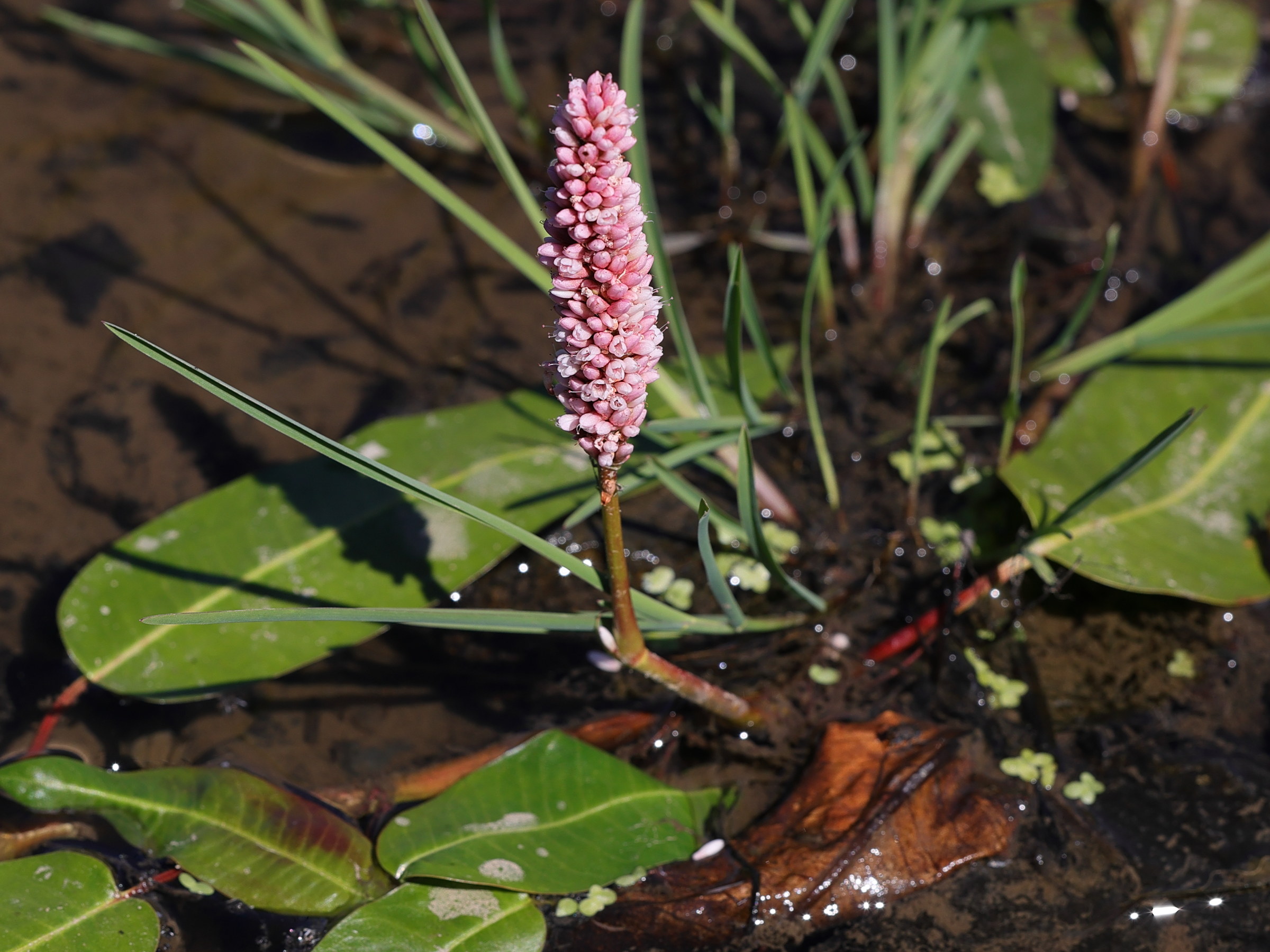 Afficher le média persicaria_amphibia5md persicaria_amphibia5md