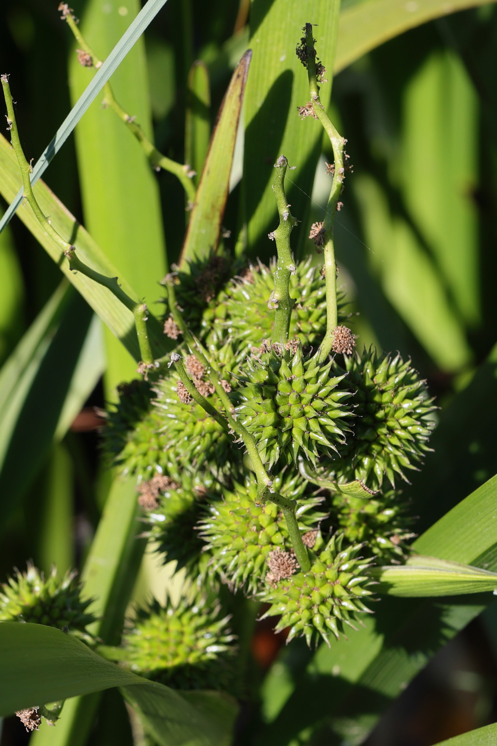 sparganium_erectum6md