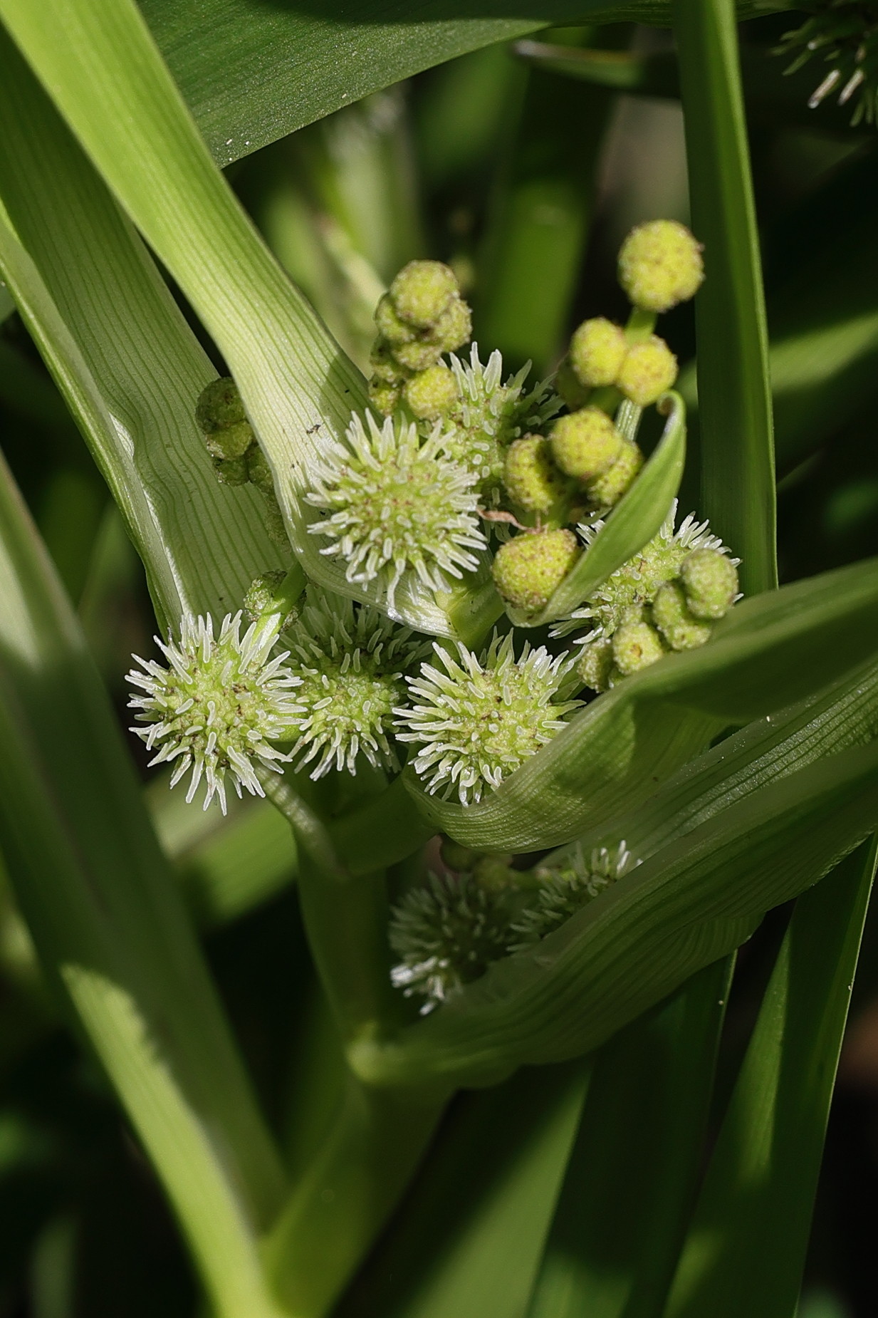 sparganium_erectum7md