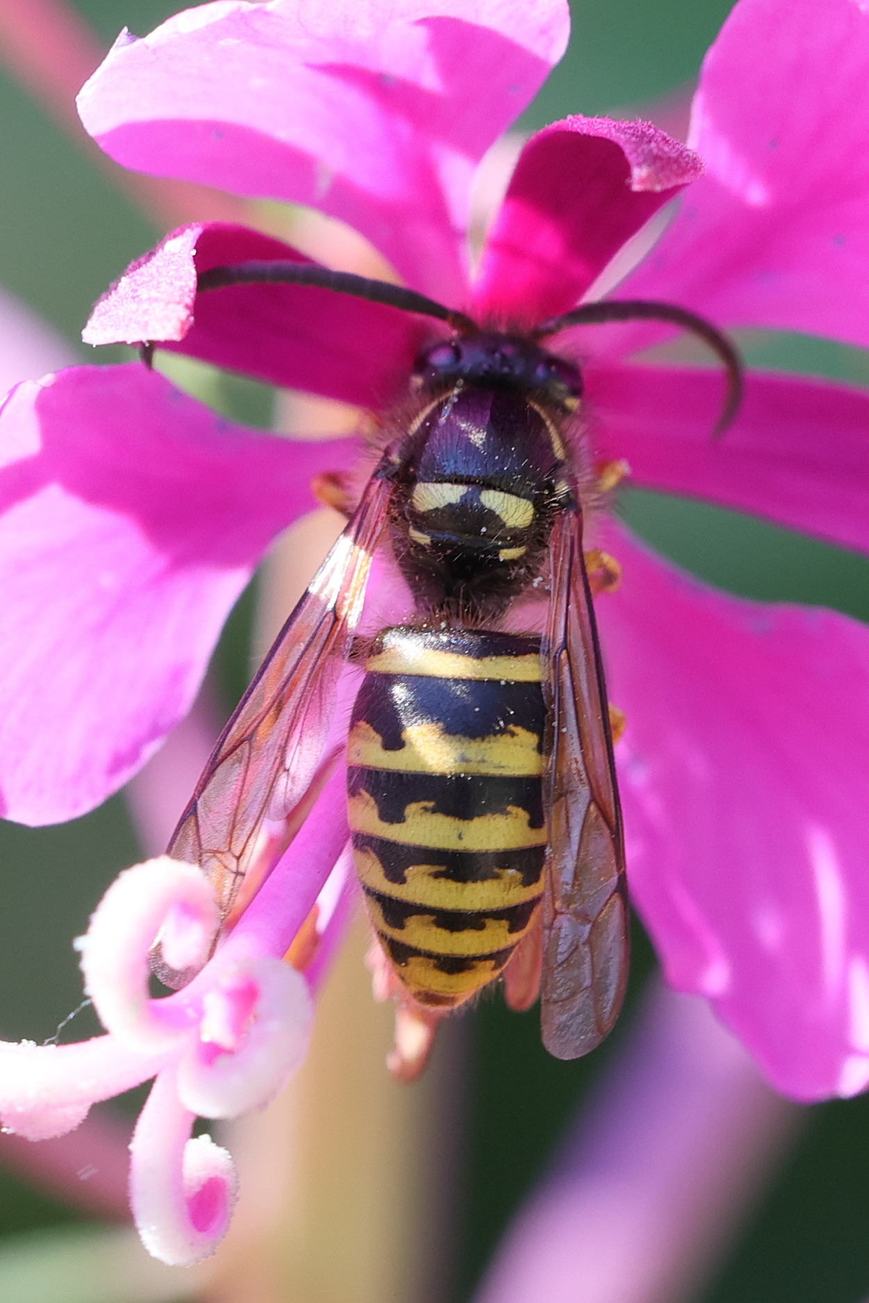 vespula_vulgaris5md