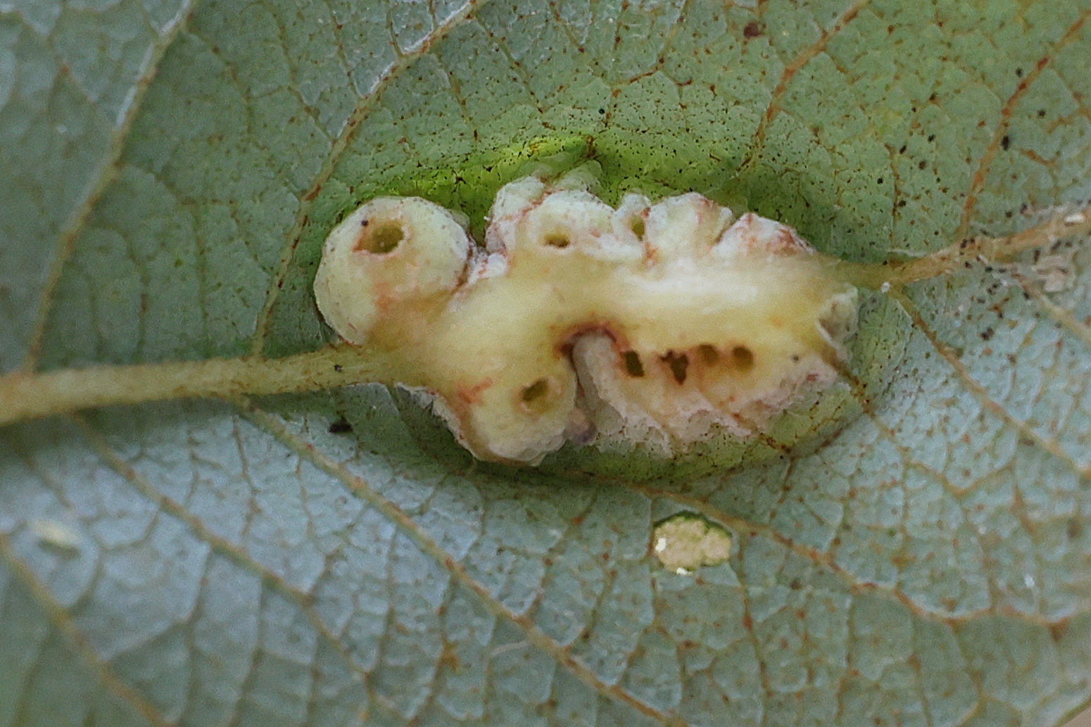 iteomyia_major_galle8md