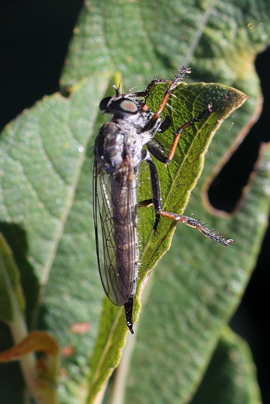 neomochtherus_geniculatus2md